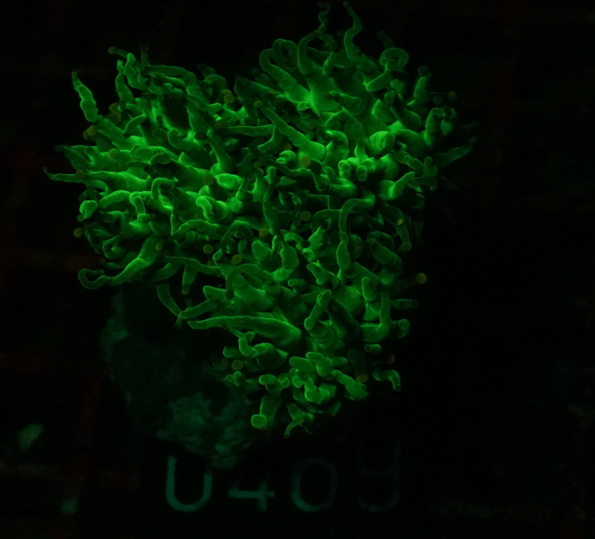 Euphyllia glabrescens "toxic green"