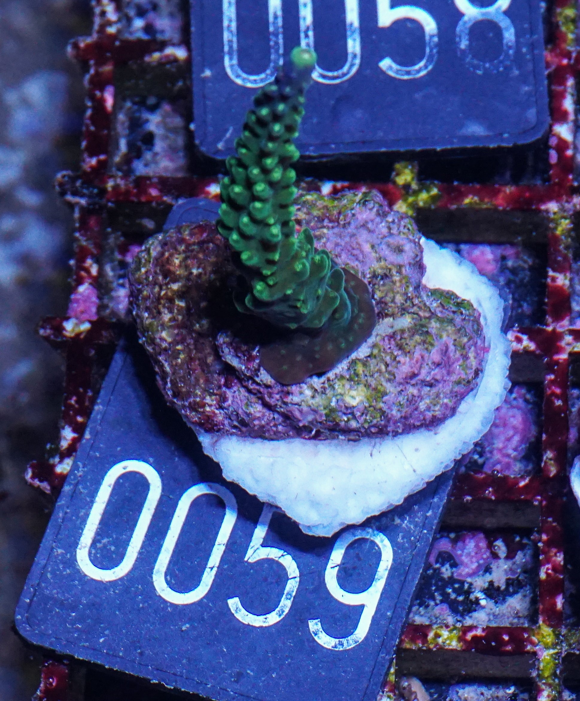 Acropora secale „Joker“