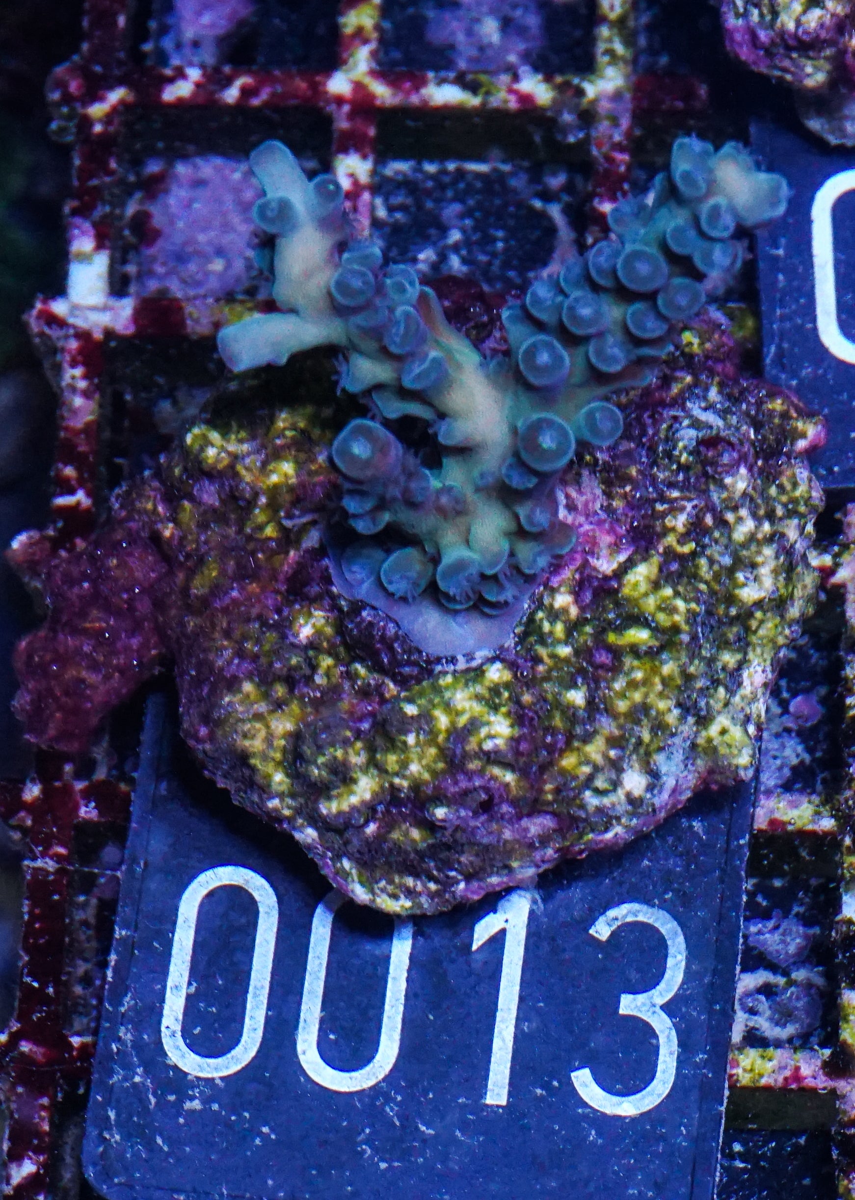 Acropora tortuosa "türkis"