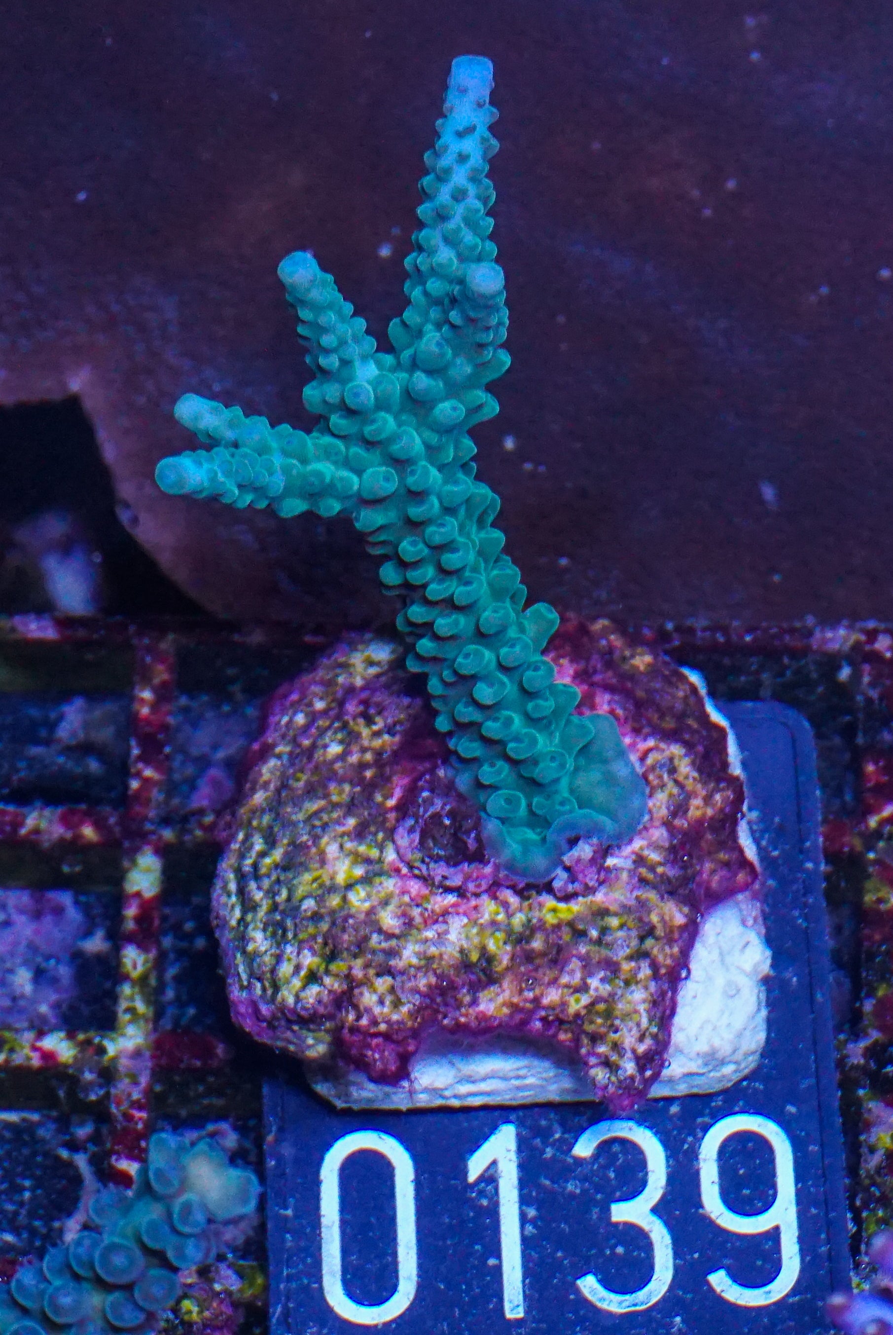 Acropora formosa