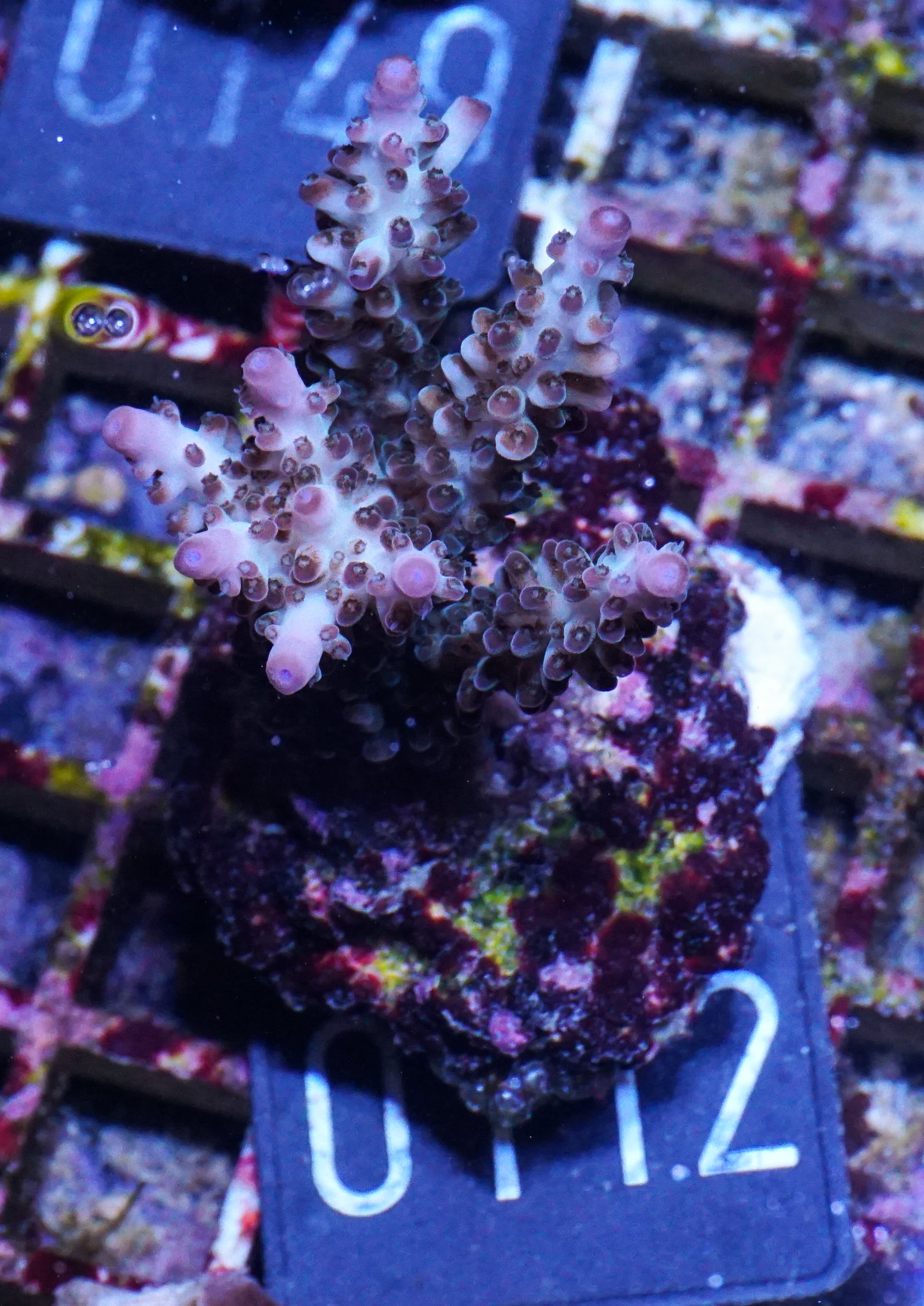 Acropora kosurini „pink tips“