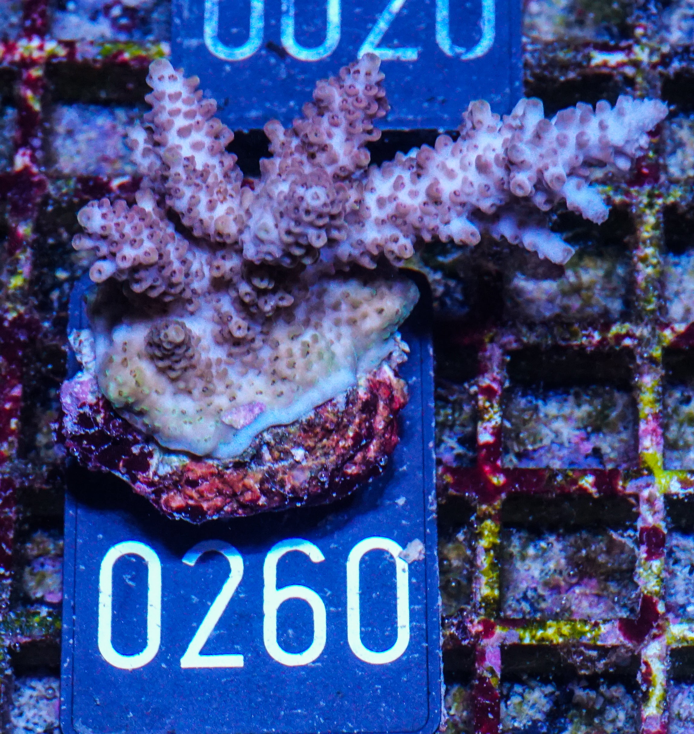 Acropora hyacinthus „pink lady“