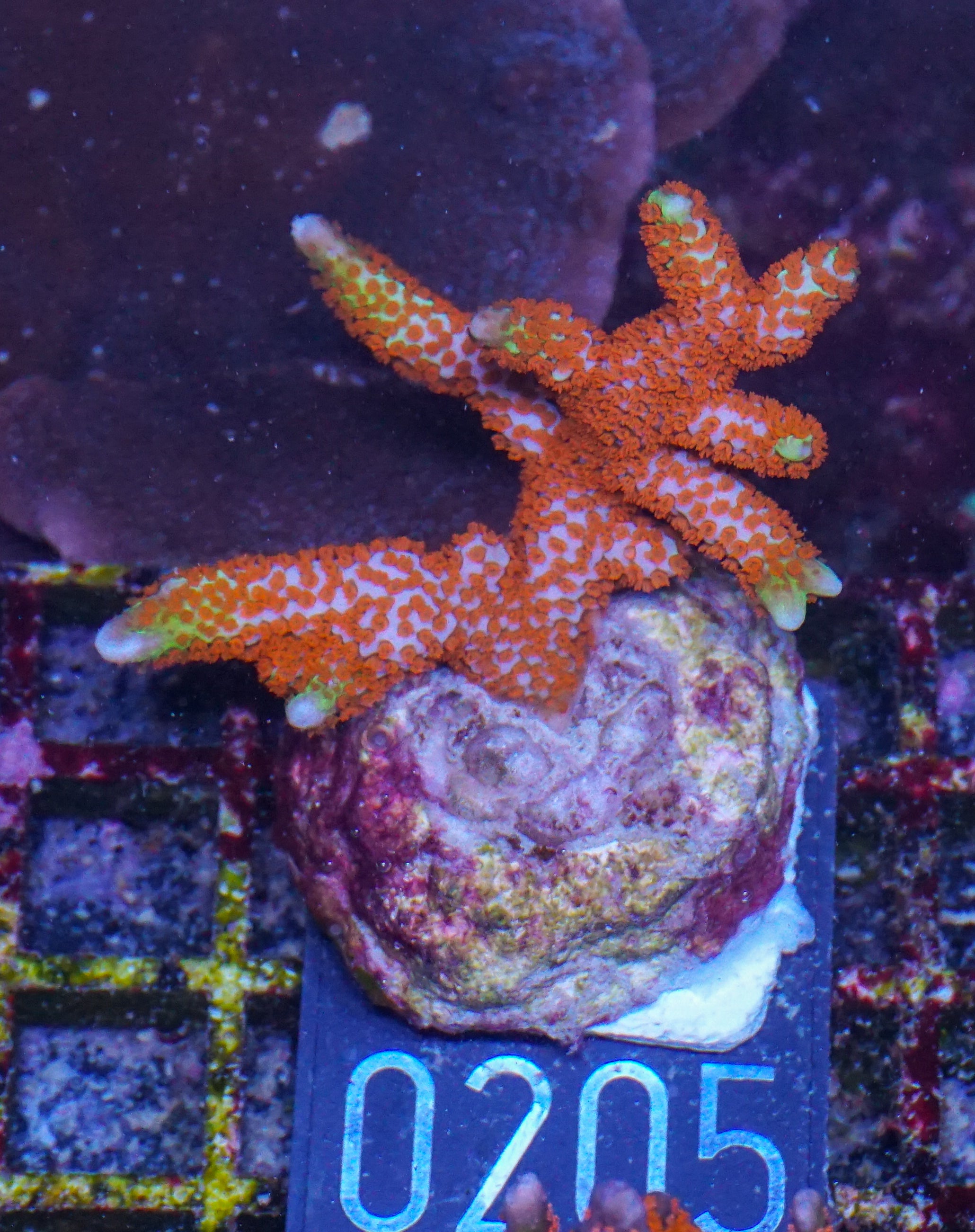 Montipora samarensis "bubble gum"