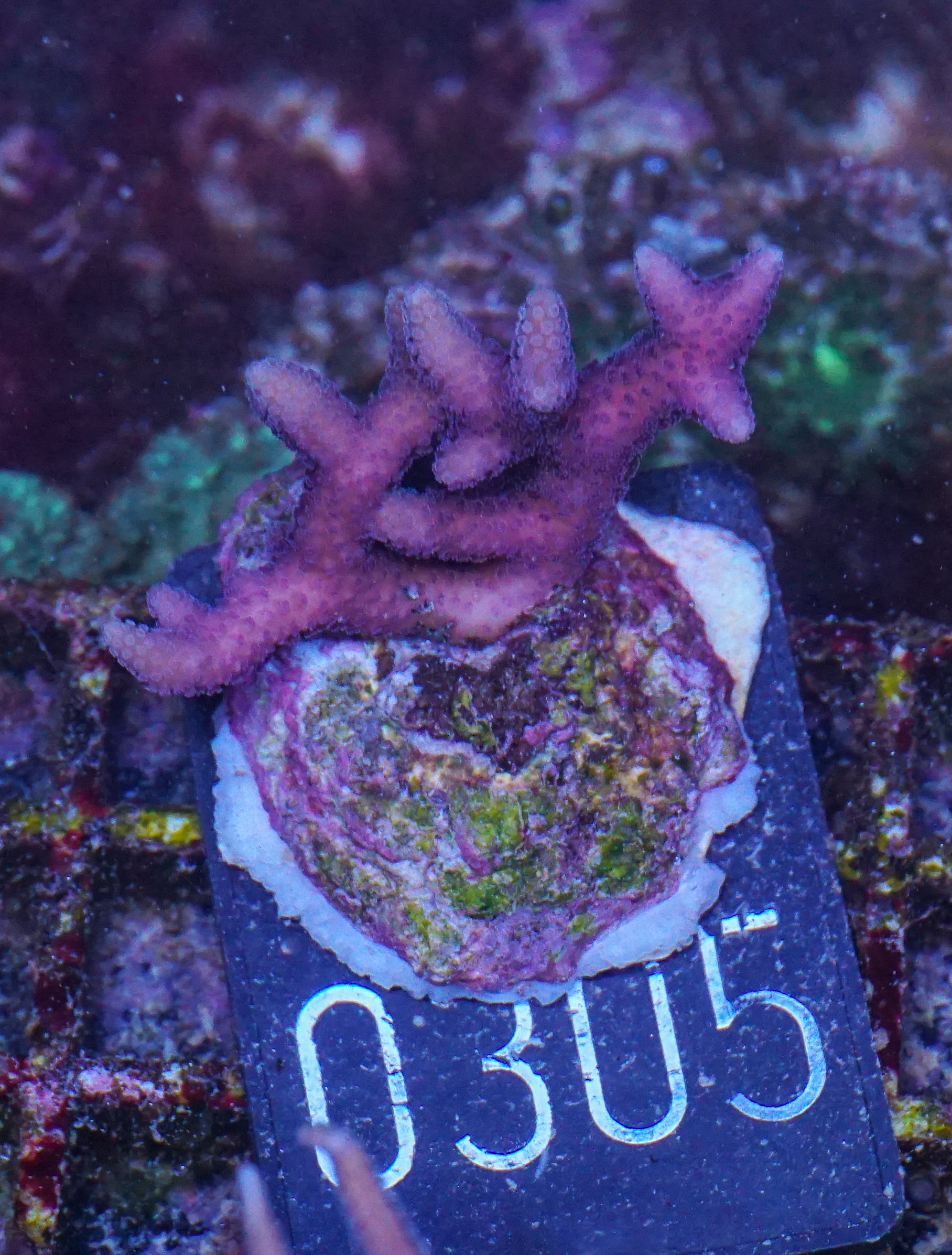 Seriatopora caliendrum "pink"