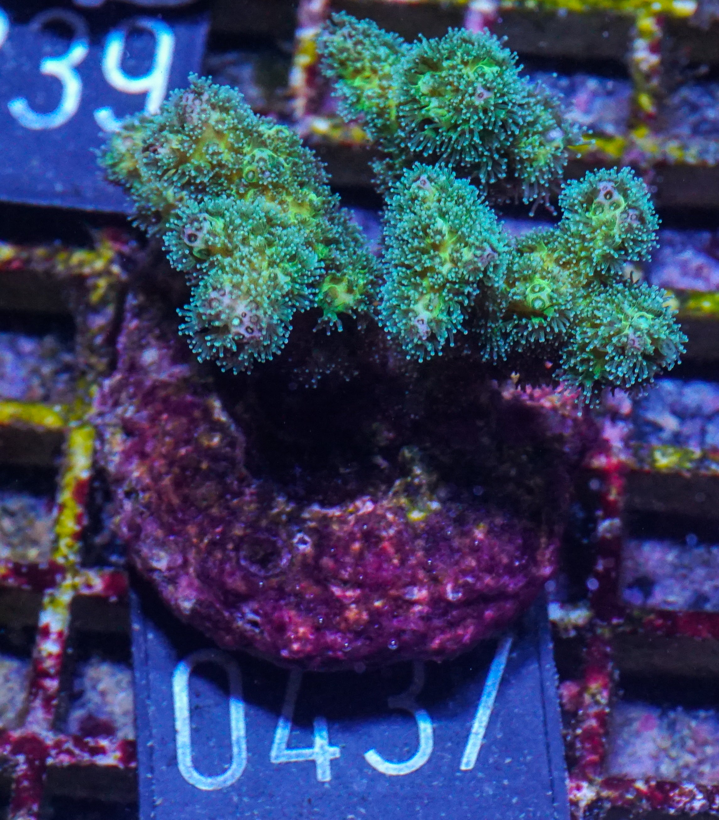 Pocillopora damicornis "grün"