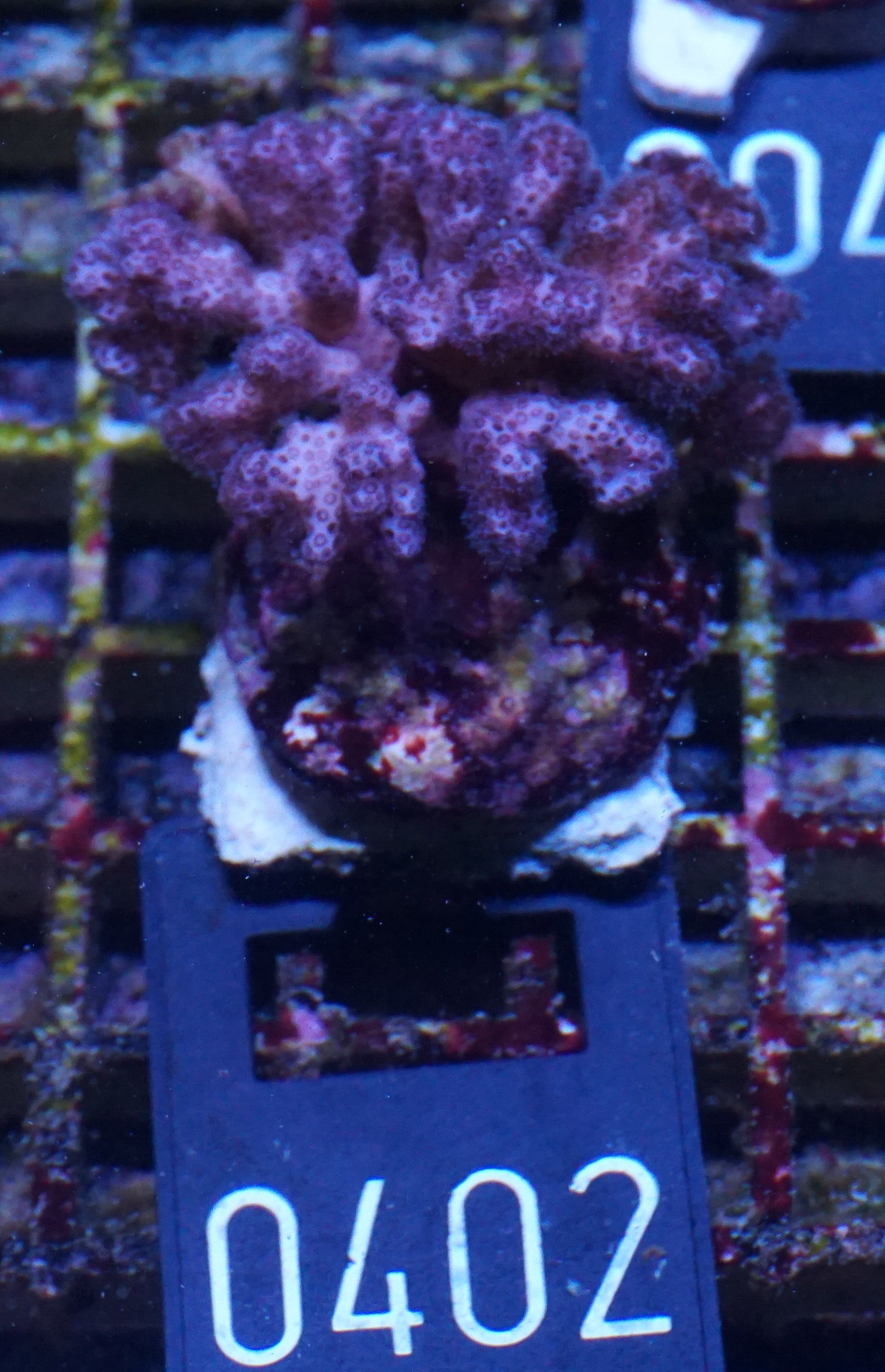 Pocillopora damicornis "pink"