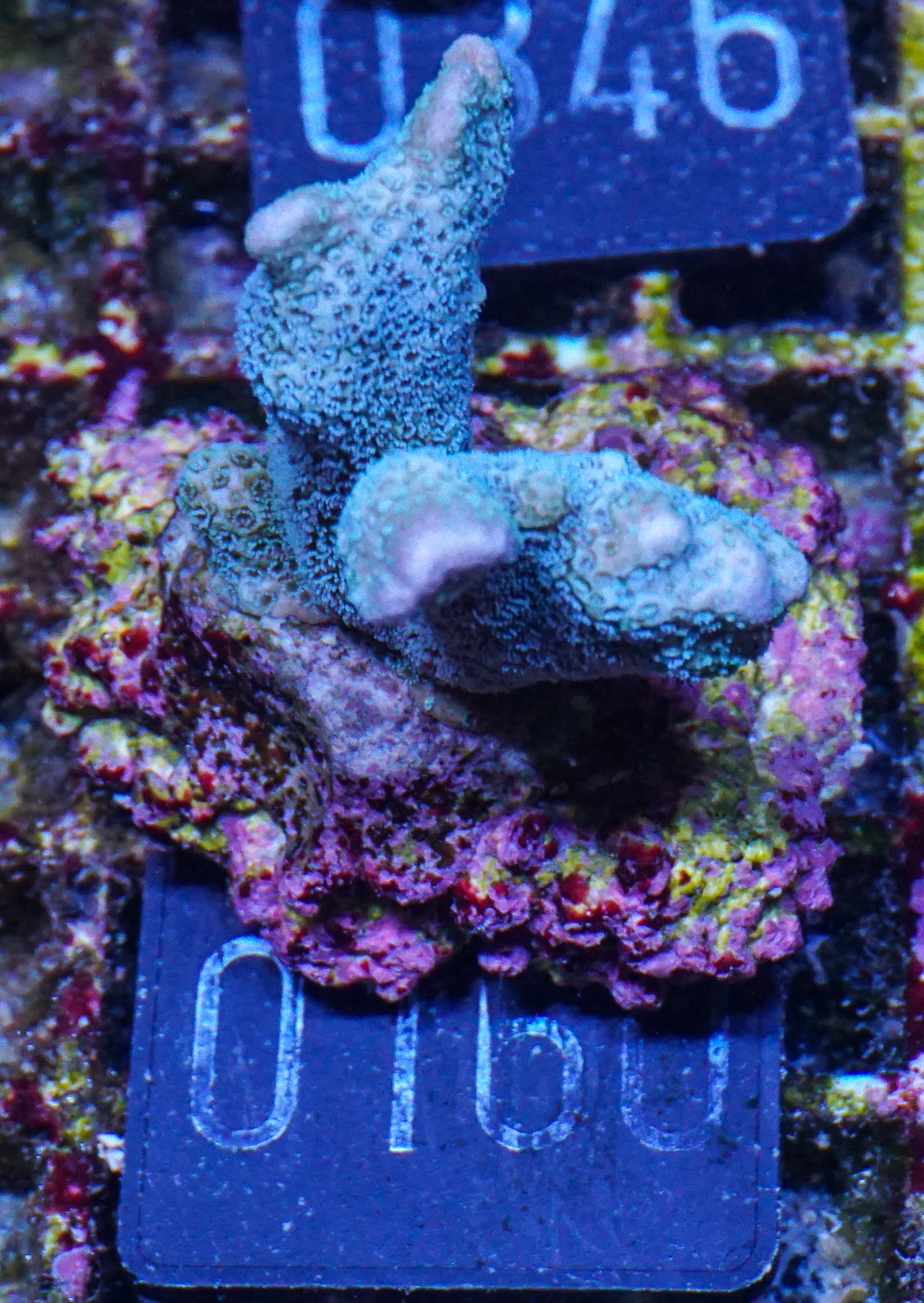 Montipora gaimardi