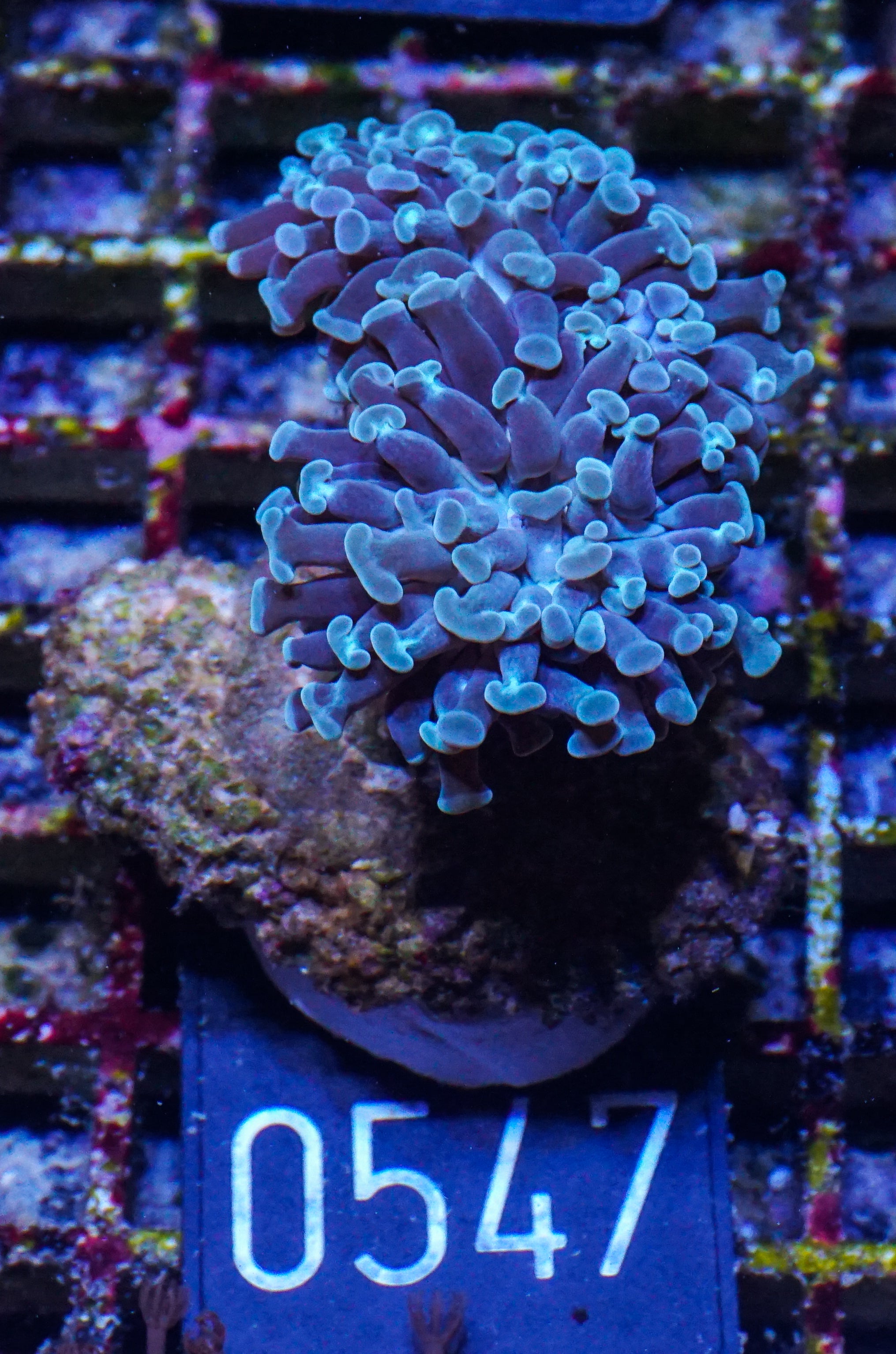 Euphyllia/Fimbriaphyllia paraancora
