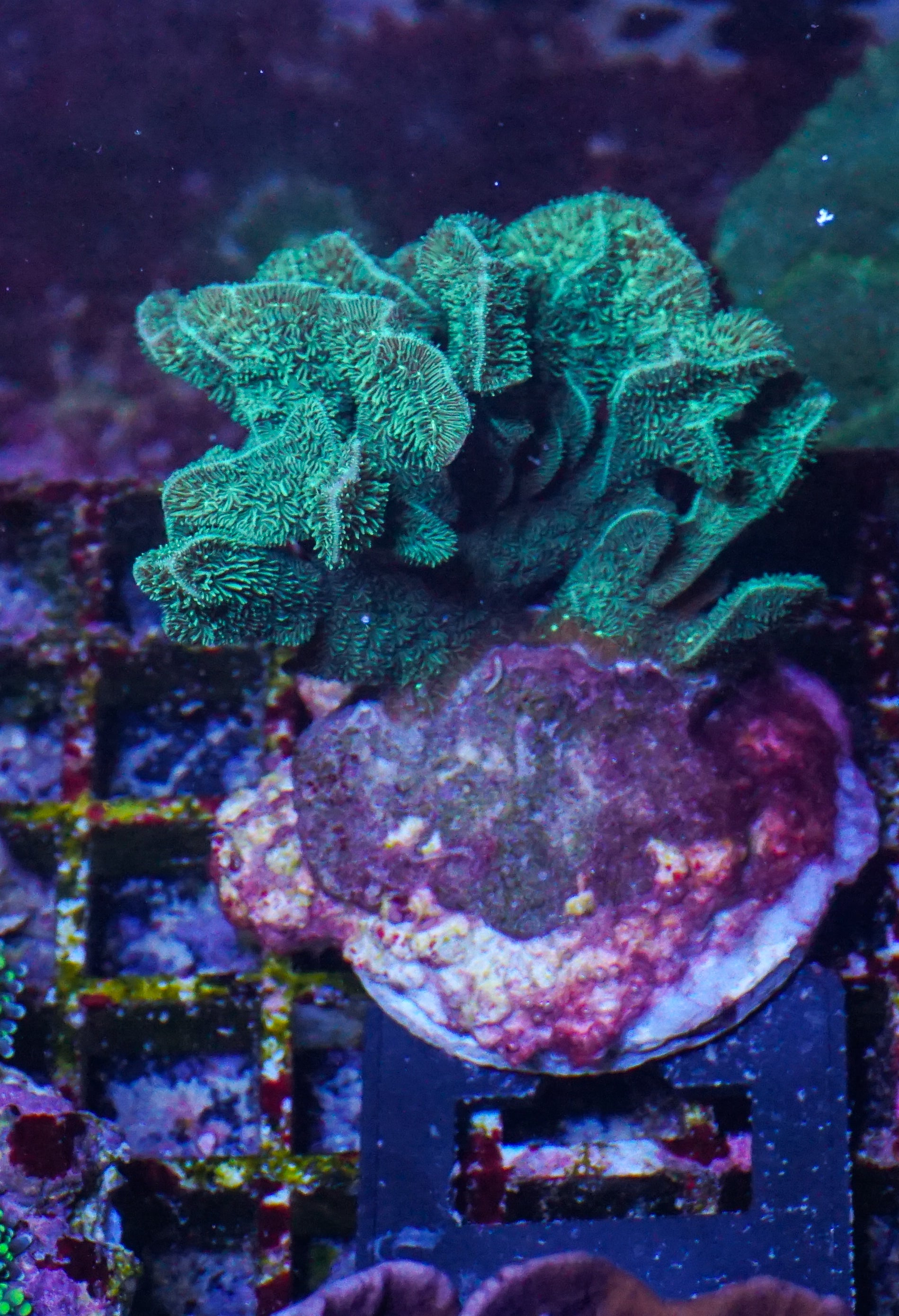 Pavona decussata