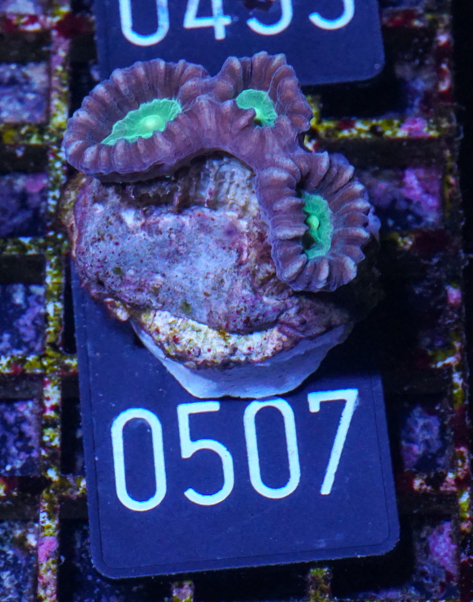 Caulastraea echinulata