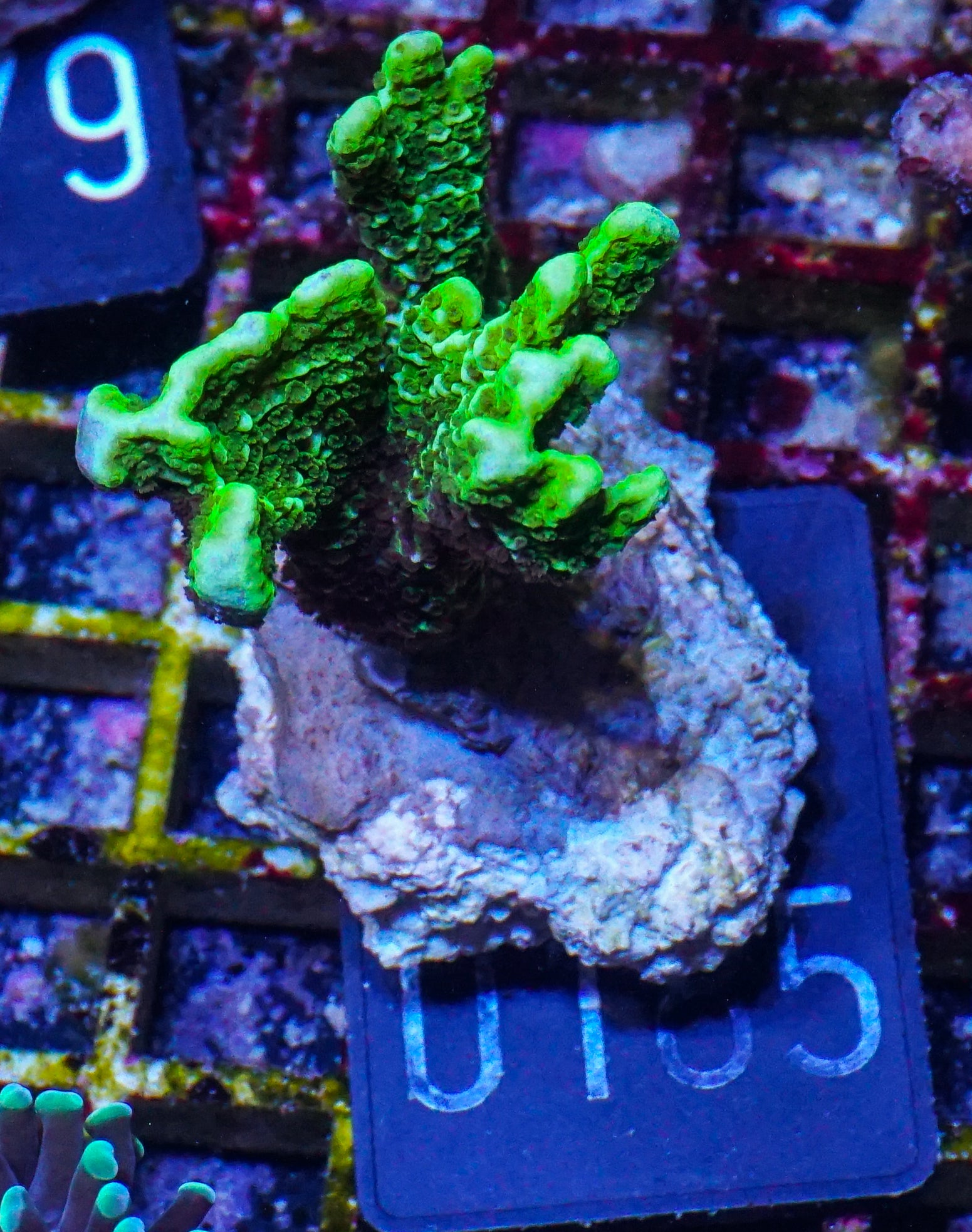Montipora confusa