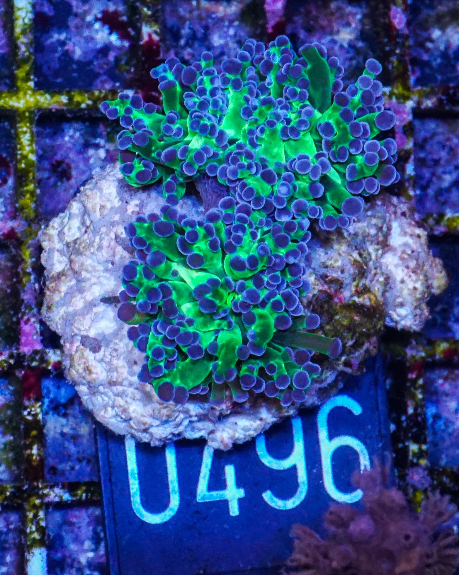 Euphyllia/Fimbriaphyllia paradivisa
