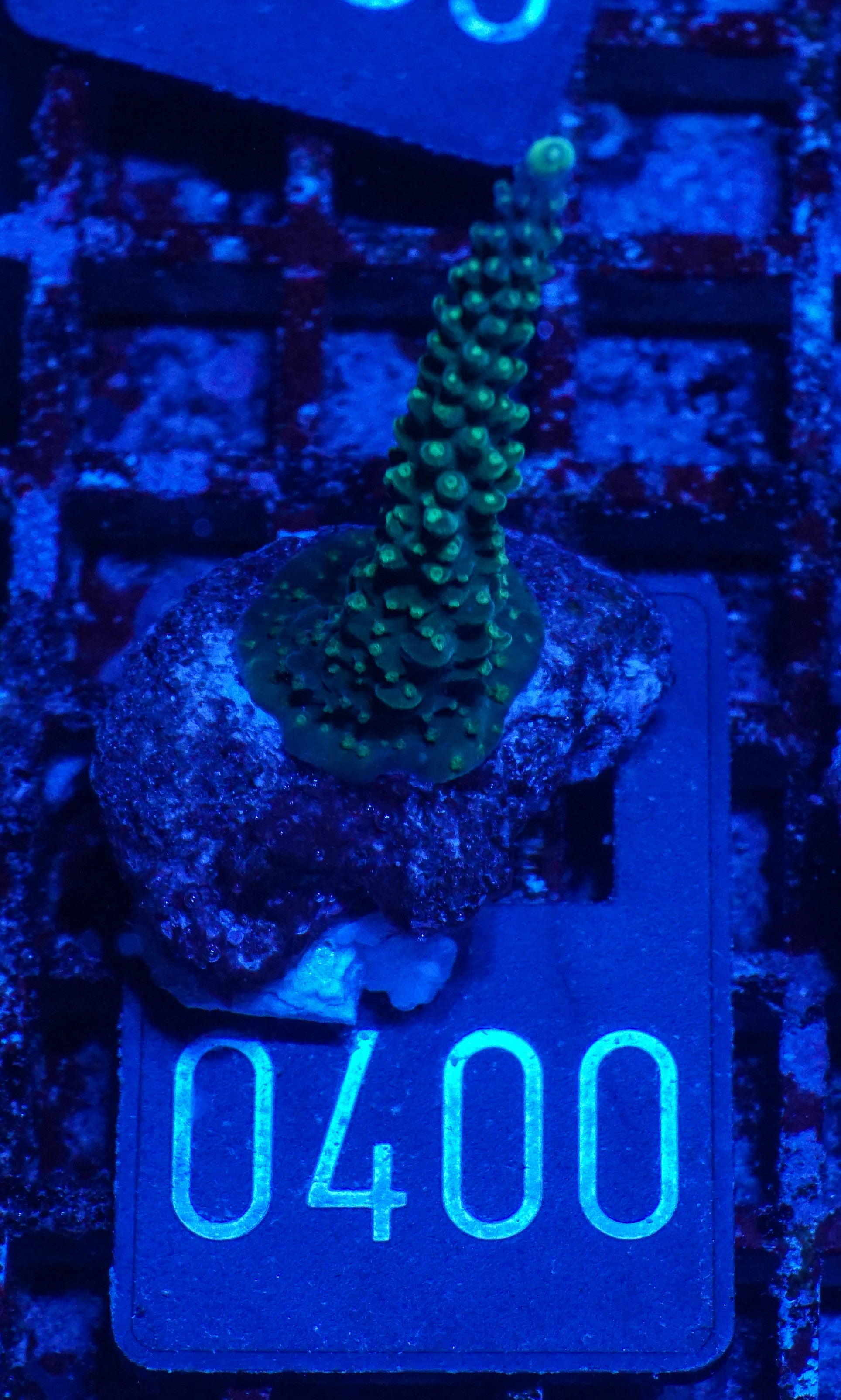 Acropora secale „Joker“