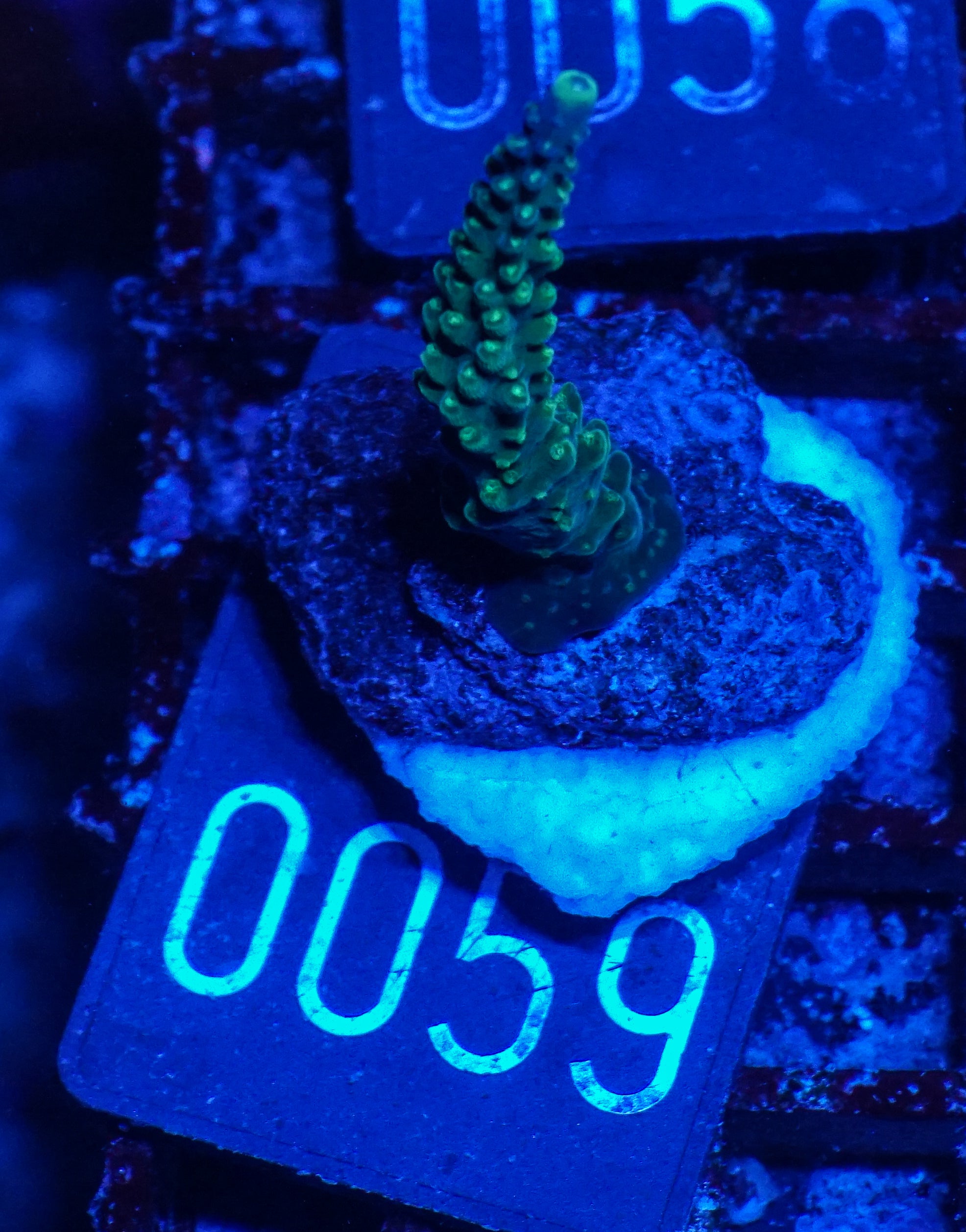 Acropora secale „Joker“