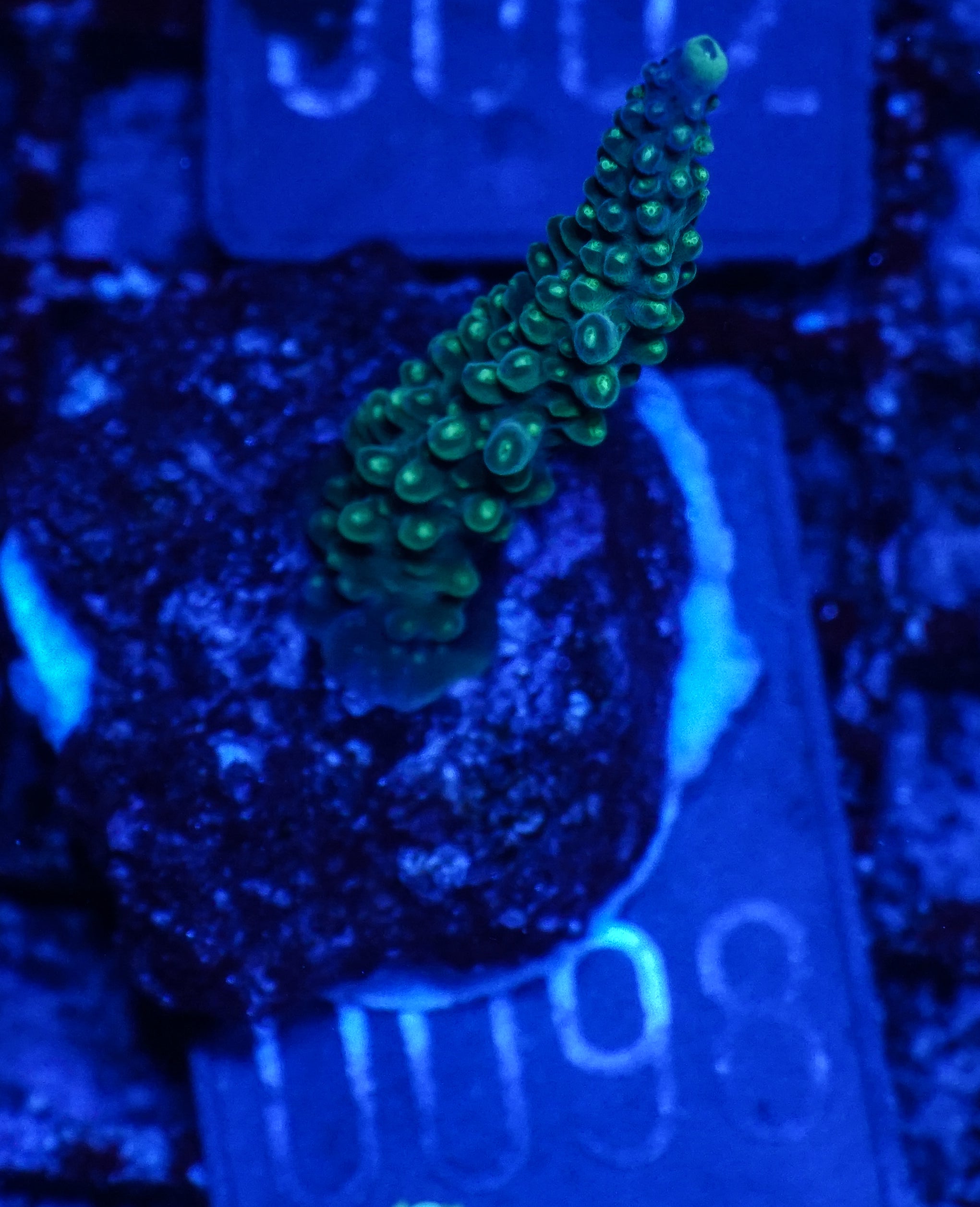 Acropora secale „Joker“