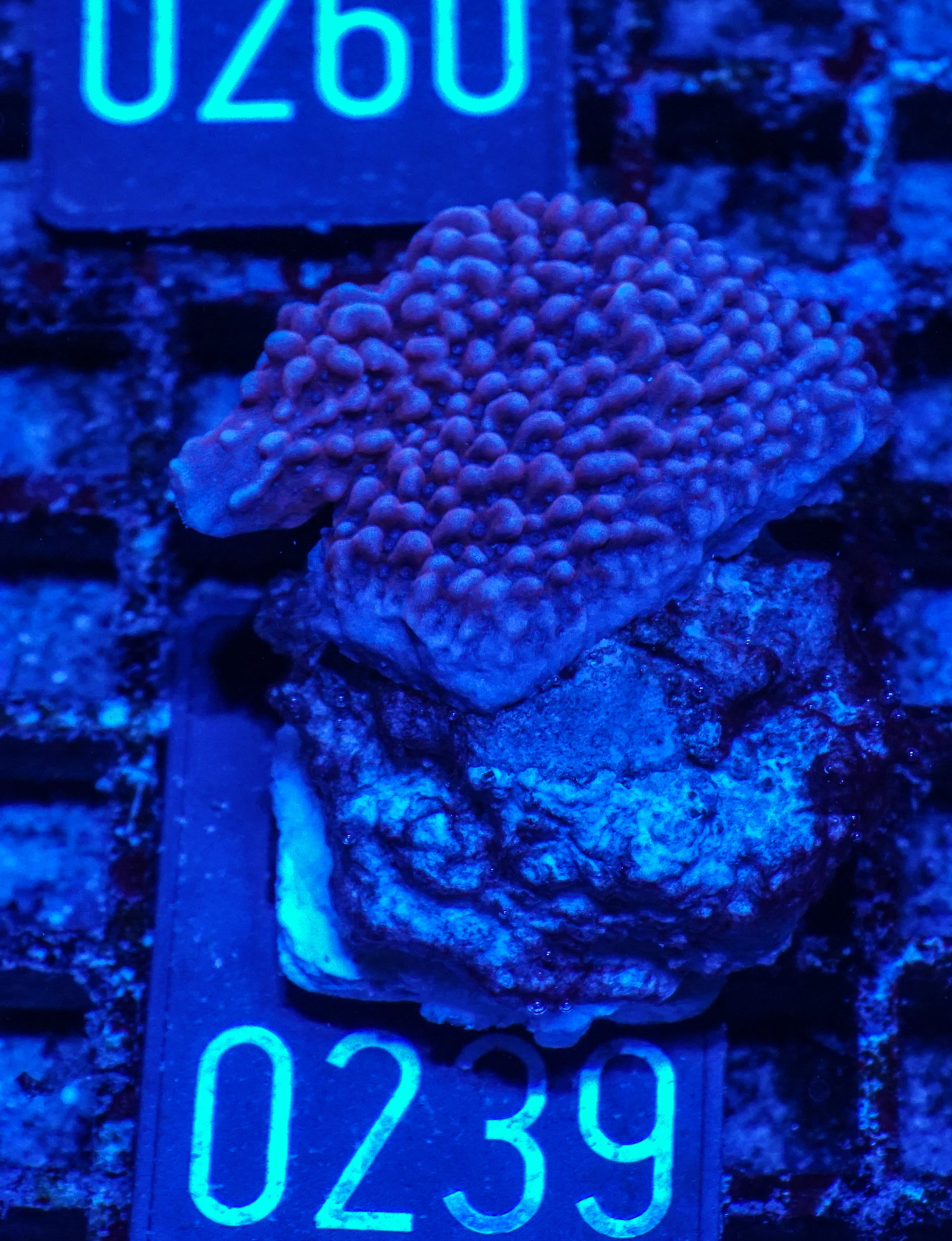 Montipora undata/danae "rot"