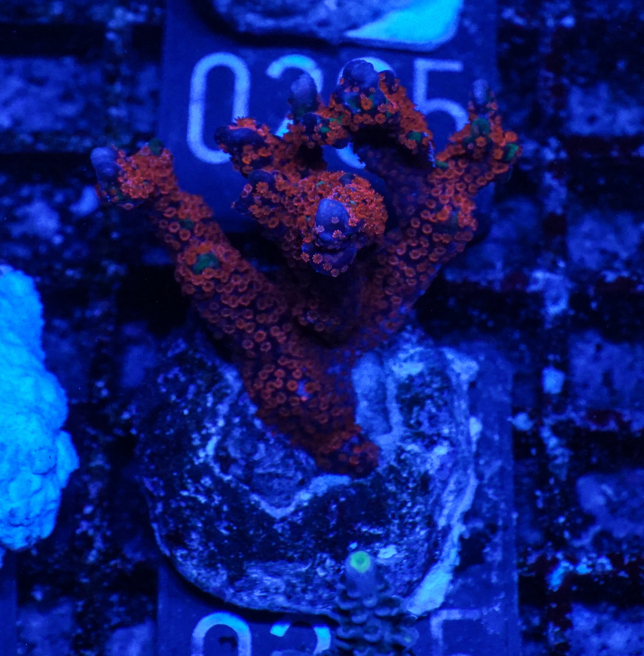 Montipora samarensis "australian fire"