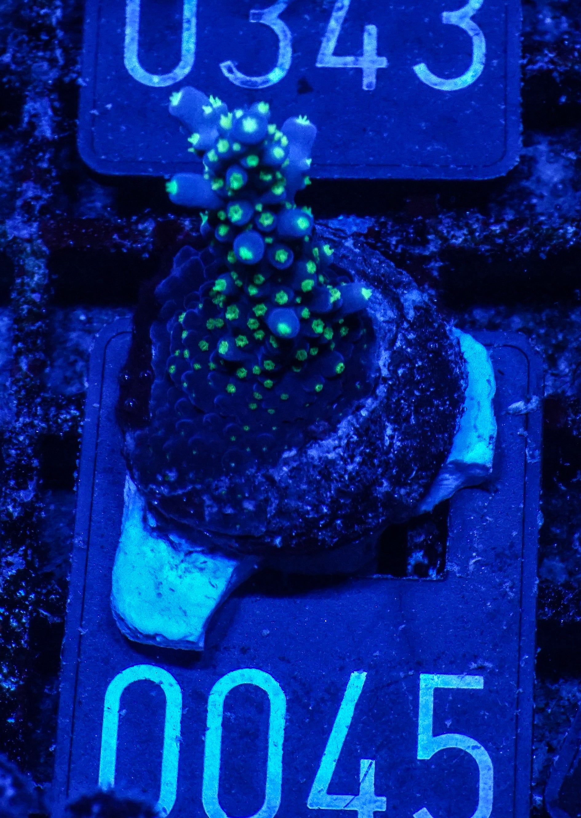 Acropora nana “tricolor”