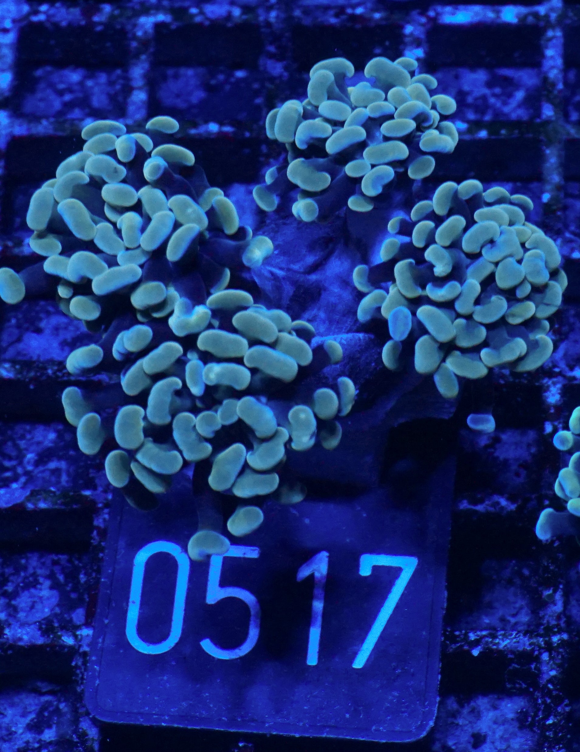 Euphyllia/Fimbriaphyllia paraancora "golden nugget"