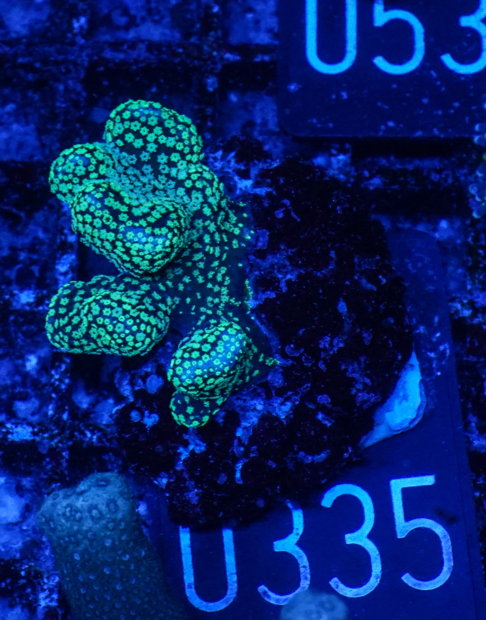 Stylophora pistillata "green"