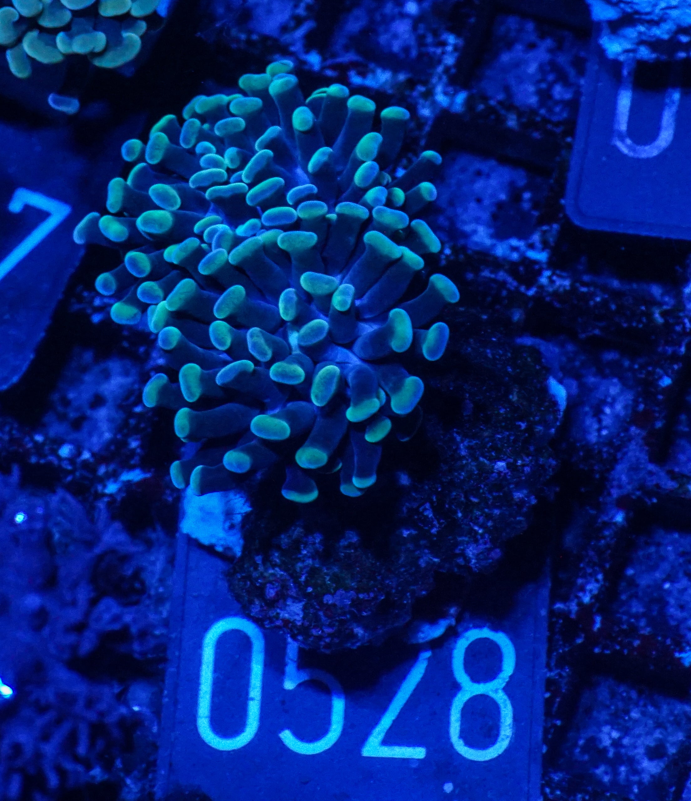 Euphyllia/Fimbriaphyllia paraancora