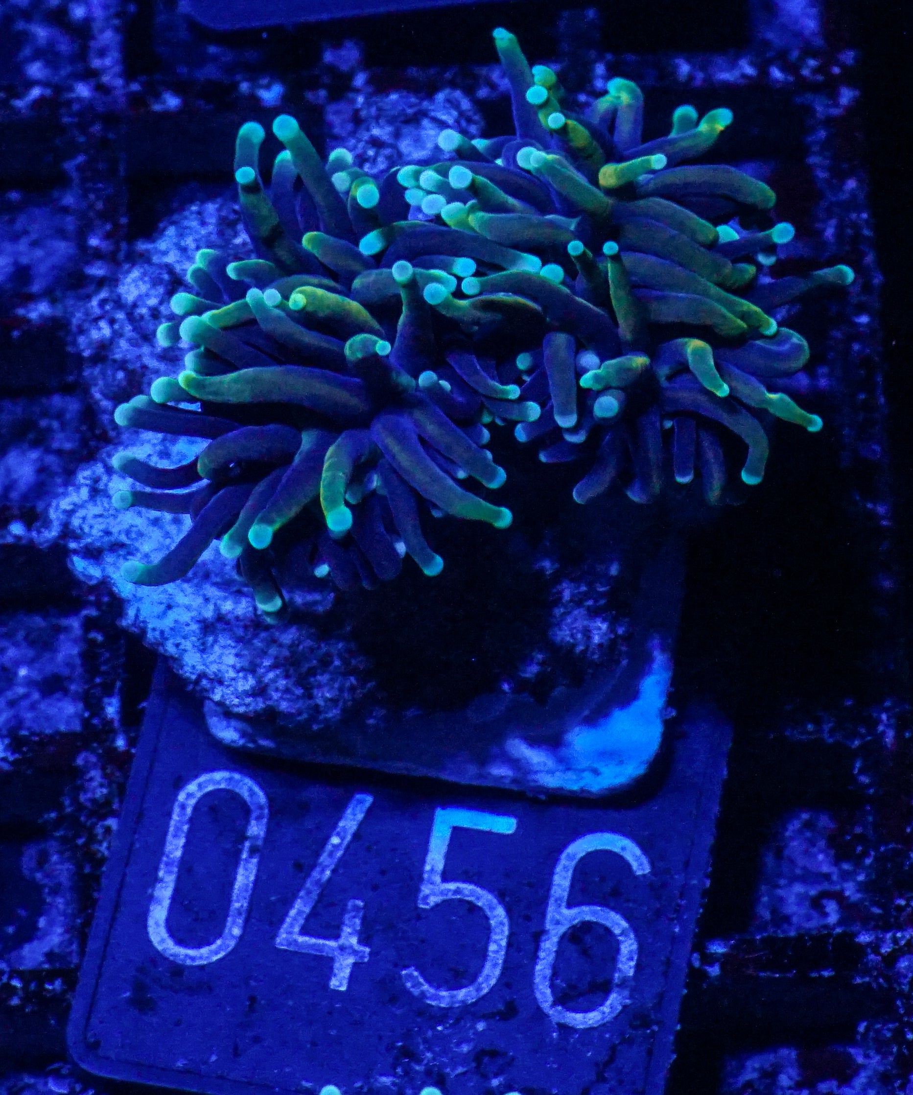 Euphyllia glabrescens "Dragon soul"