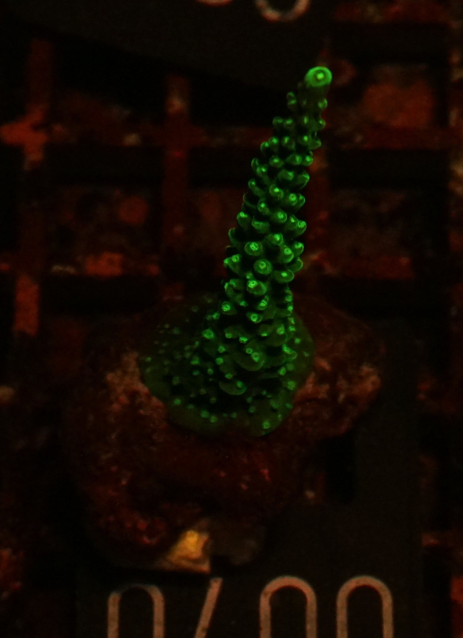 Acropora secale „Joker“