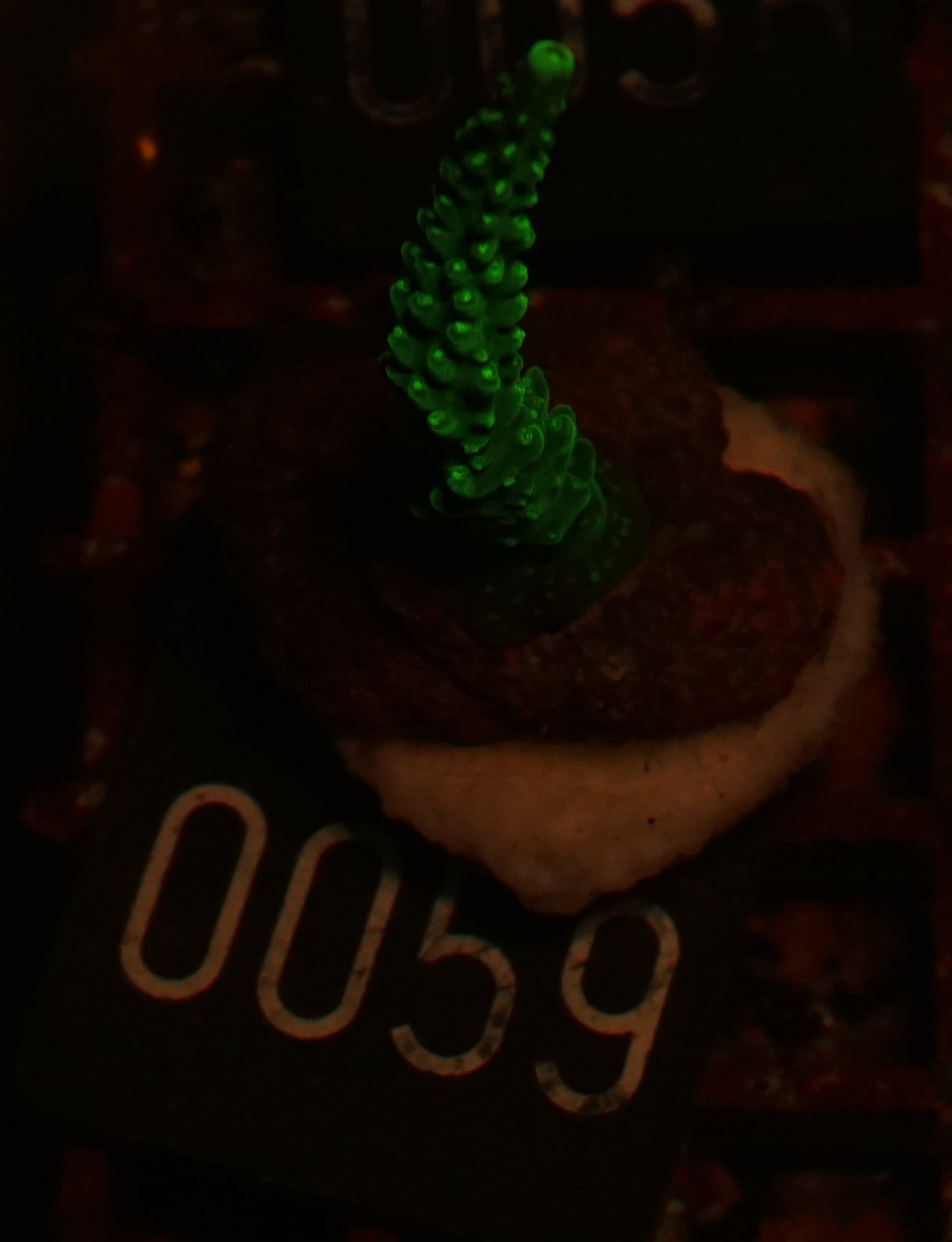 Acropora secale “Joker”