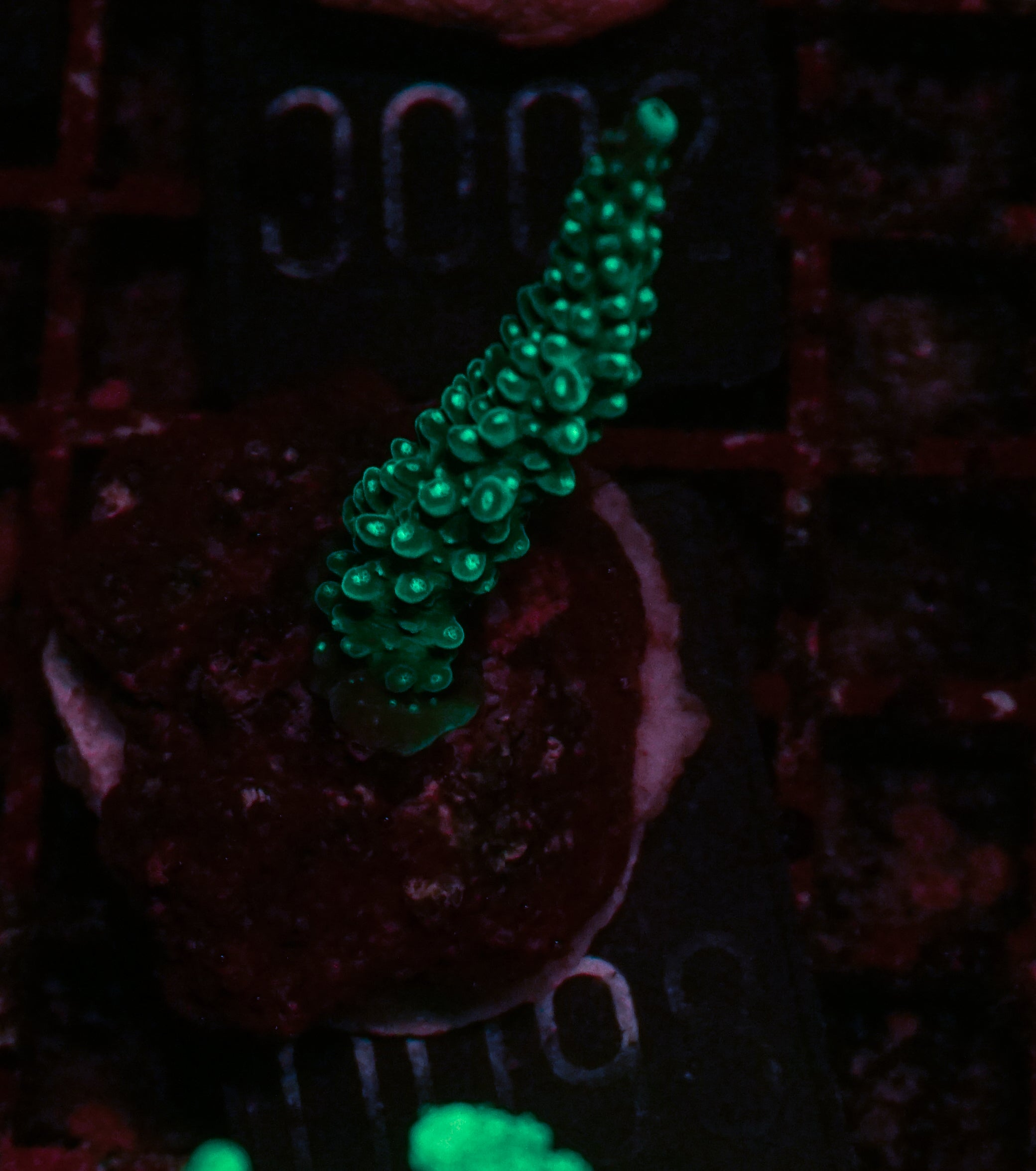 Acropora secale “Joker”