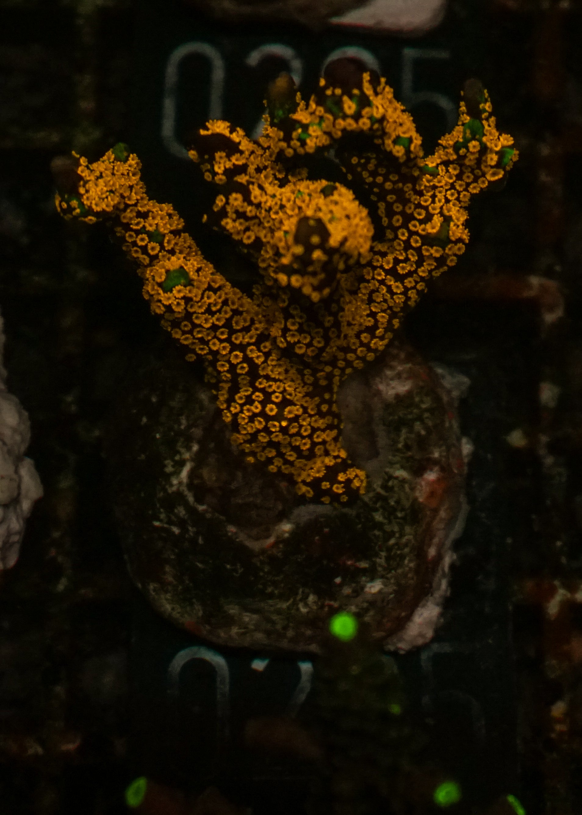 Montipora samarensis "australian fire"