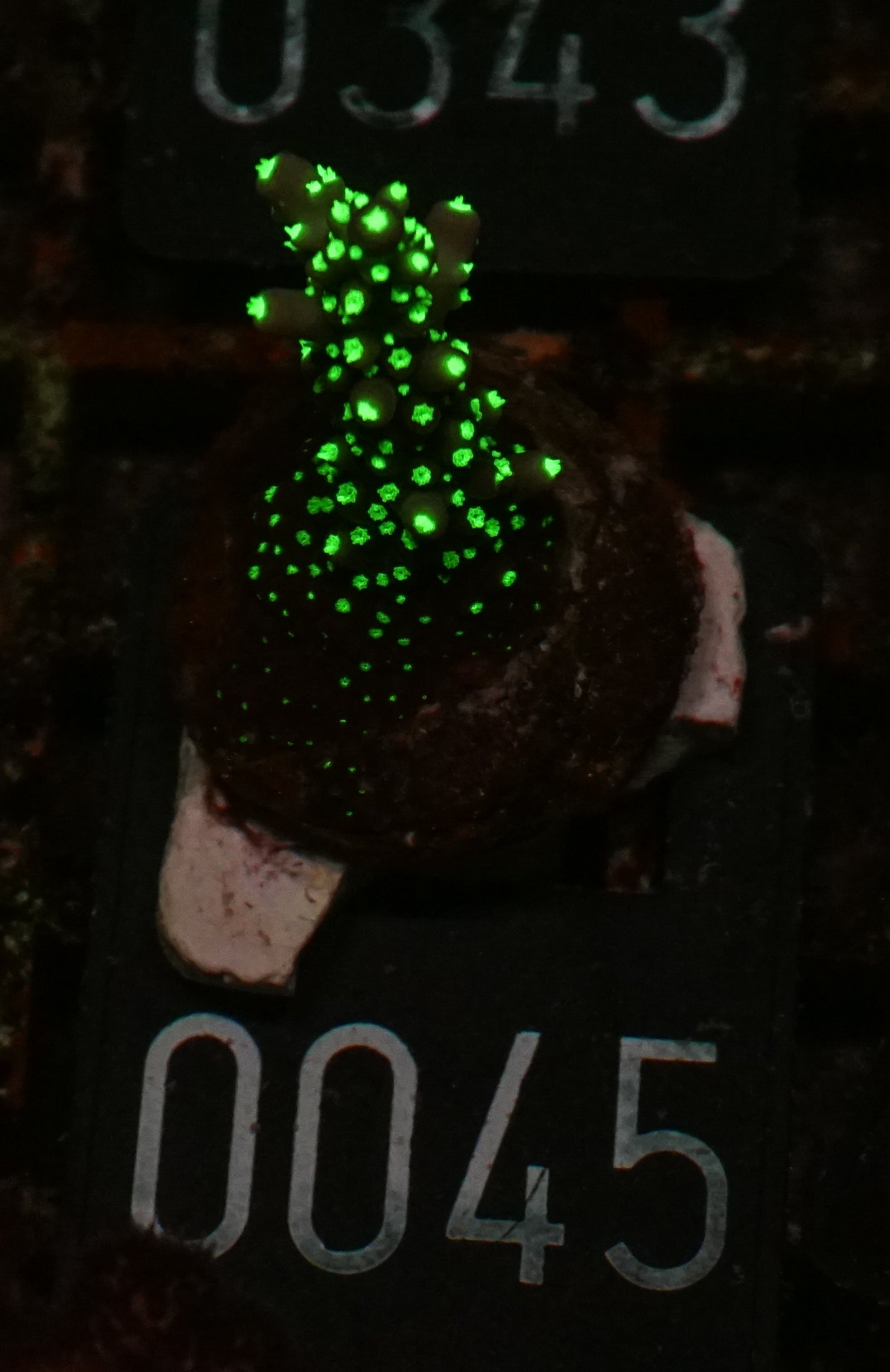 Acropora nana „tricolor“