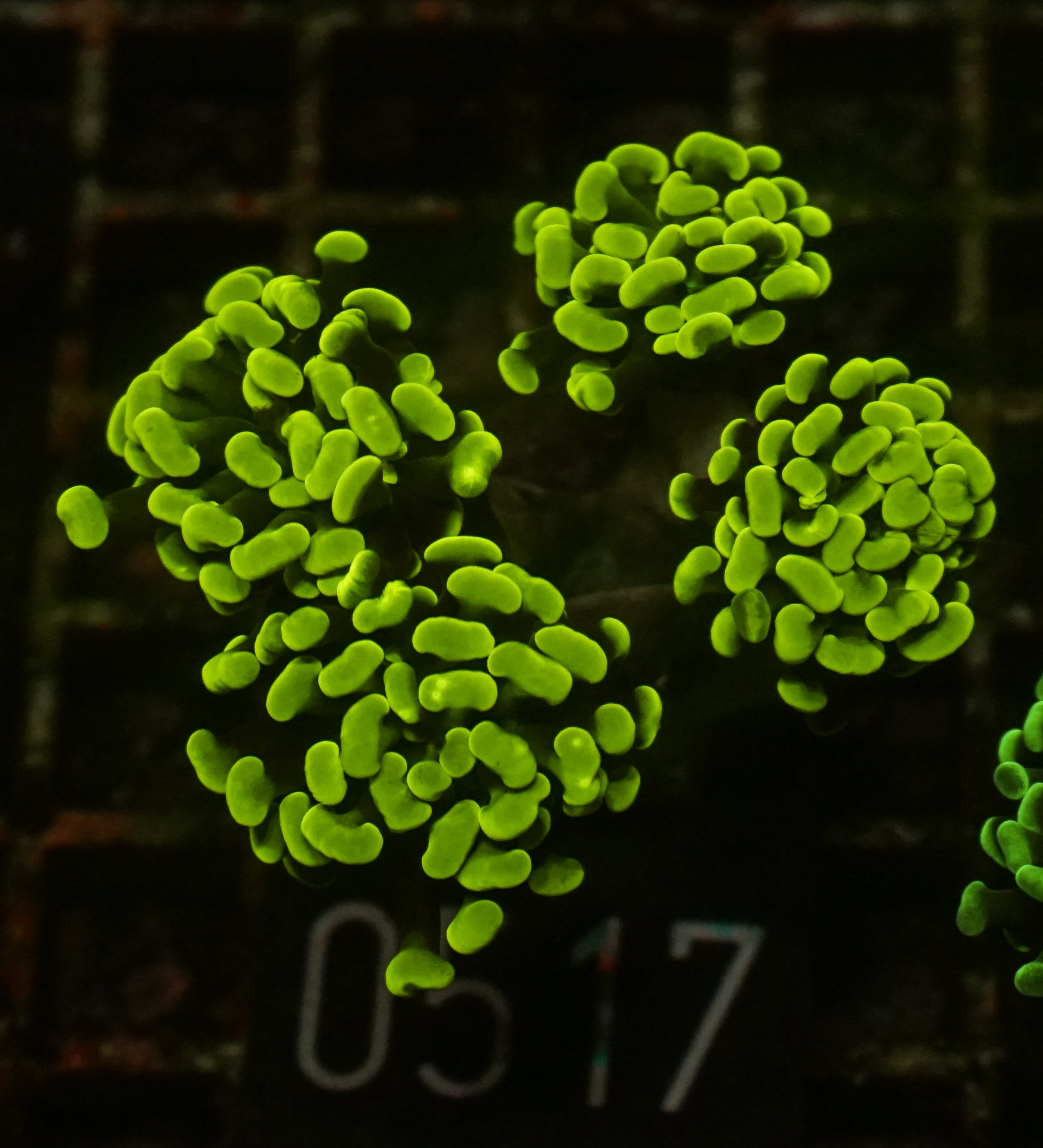 Euphyllia/Fimbriaphyllia paraancora "golden nugget"