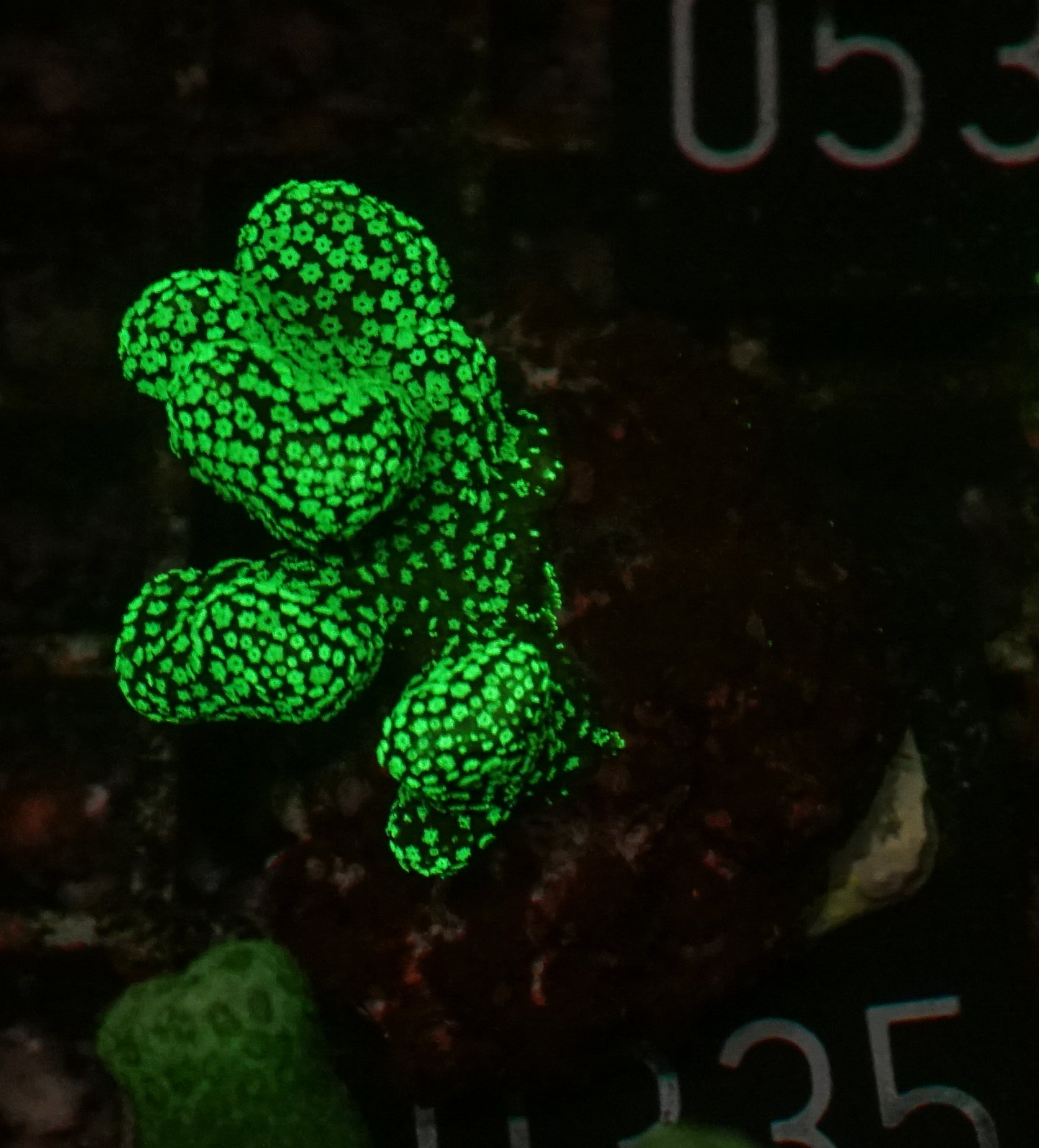 Stylophora pistillata "green"