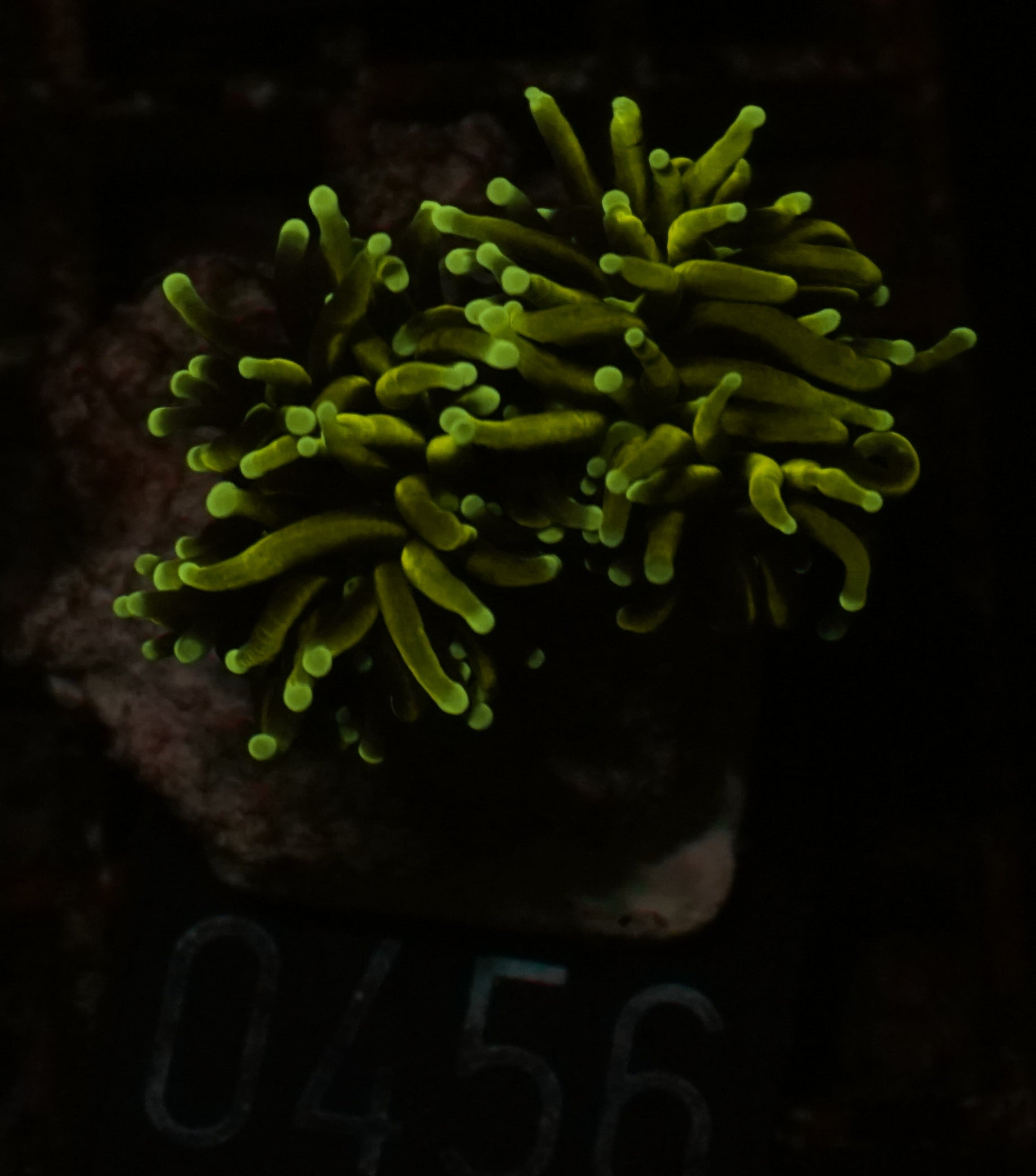Euphyllia glabrescens "Dragon soul"