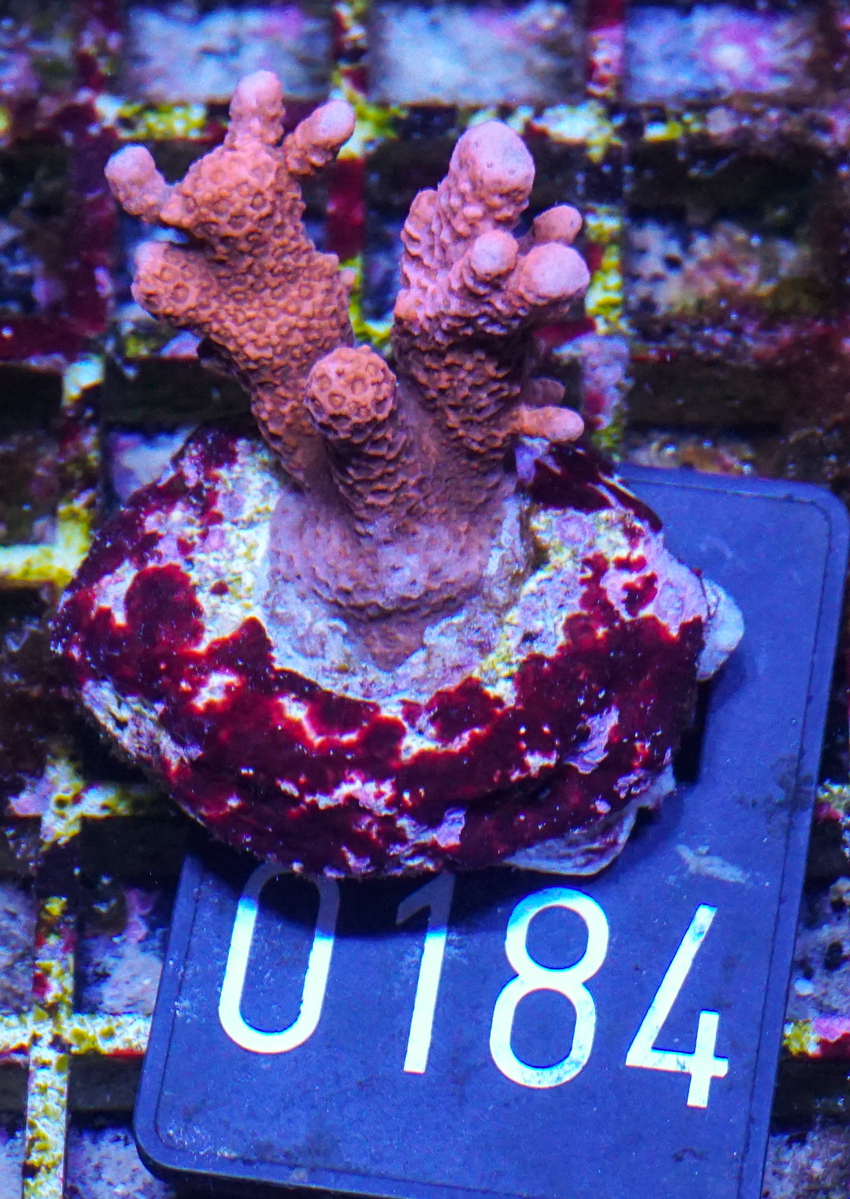 Montipora digitata rot