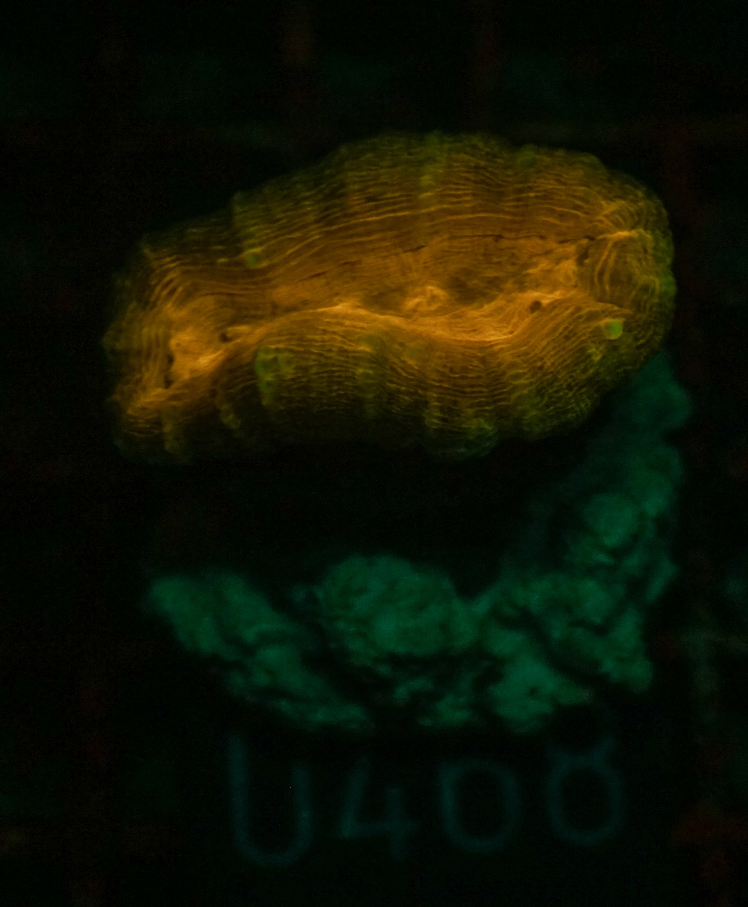 Lobophyllia corymbosa