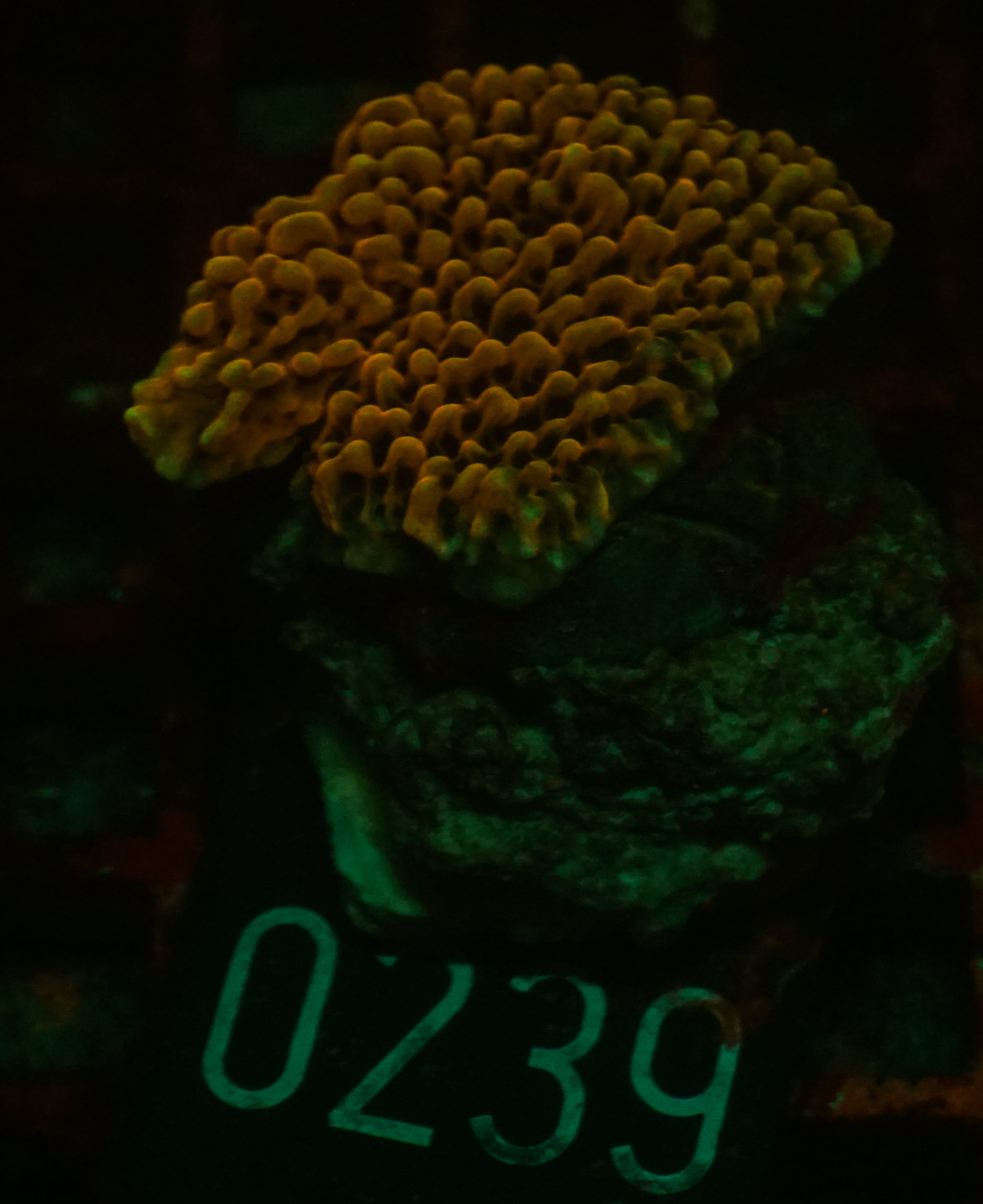 Montipora undata/danae "rot"