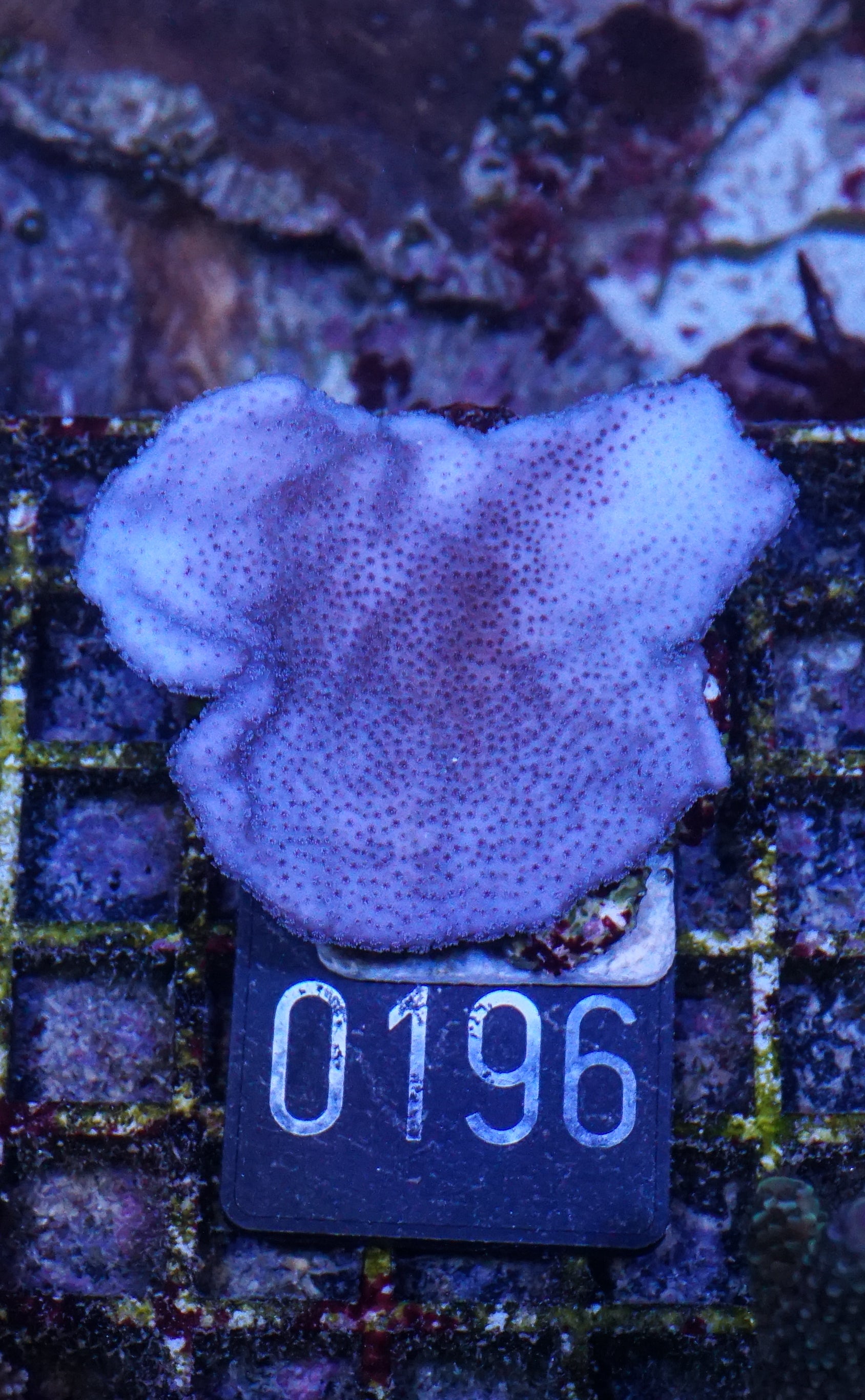 Montipora mollis