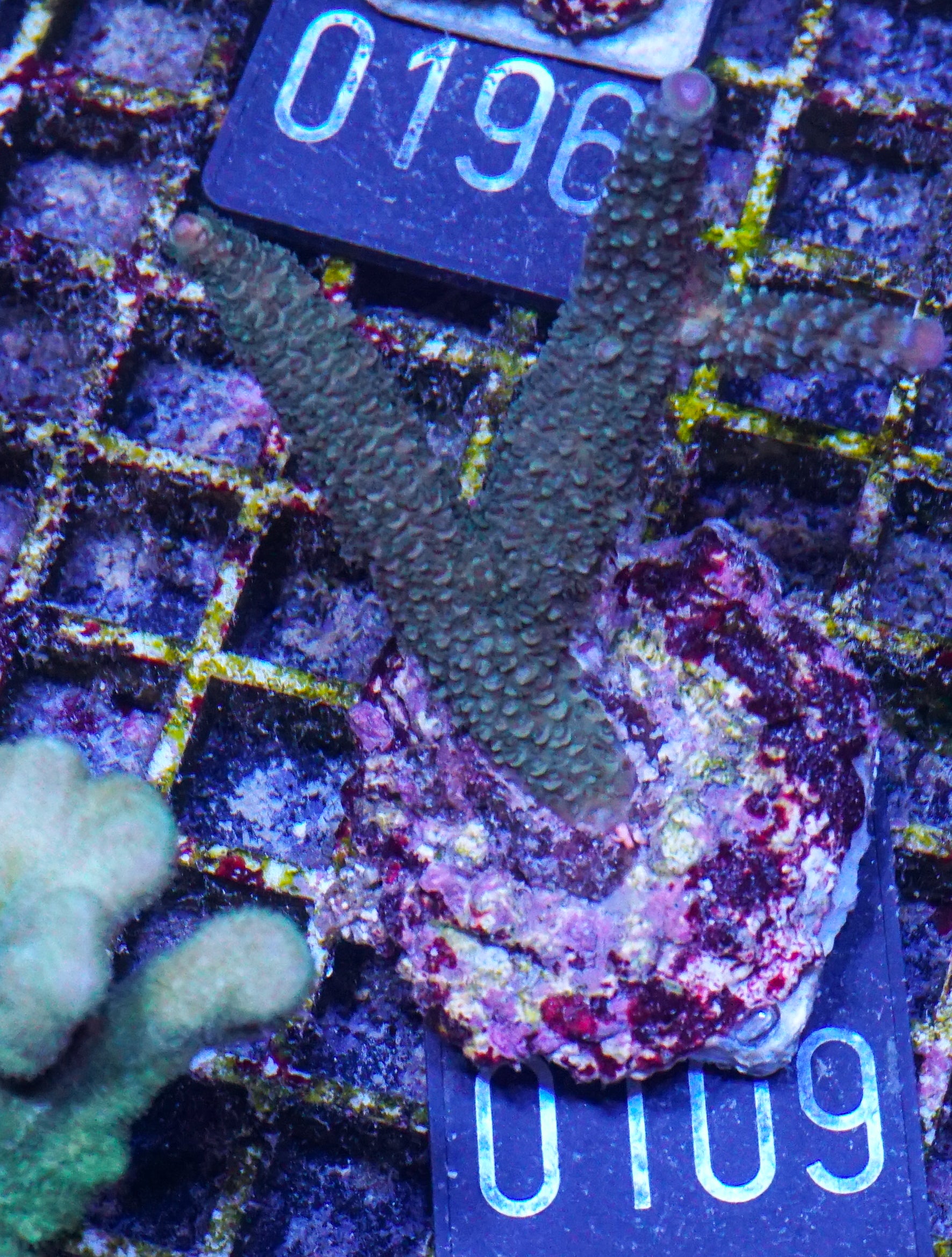 Acropora abrolhosenis „fluffy“
