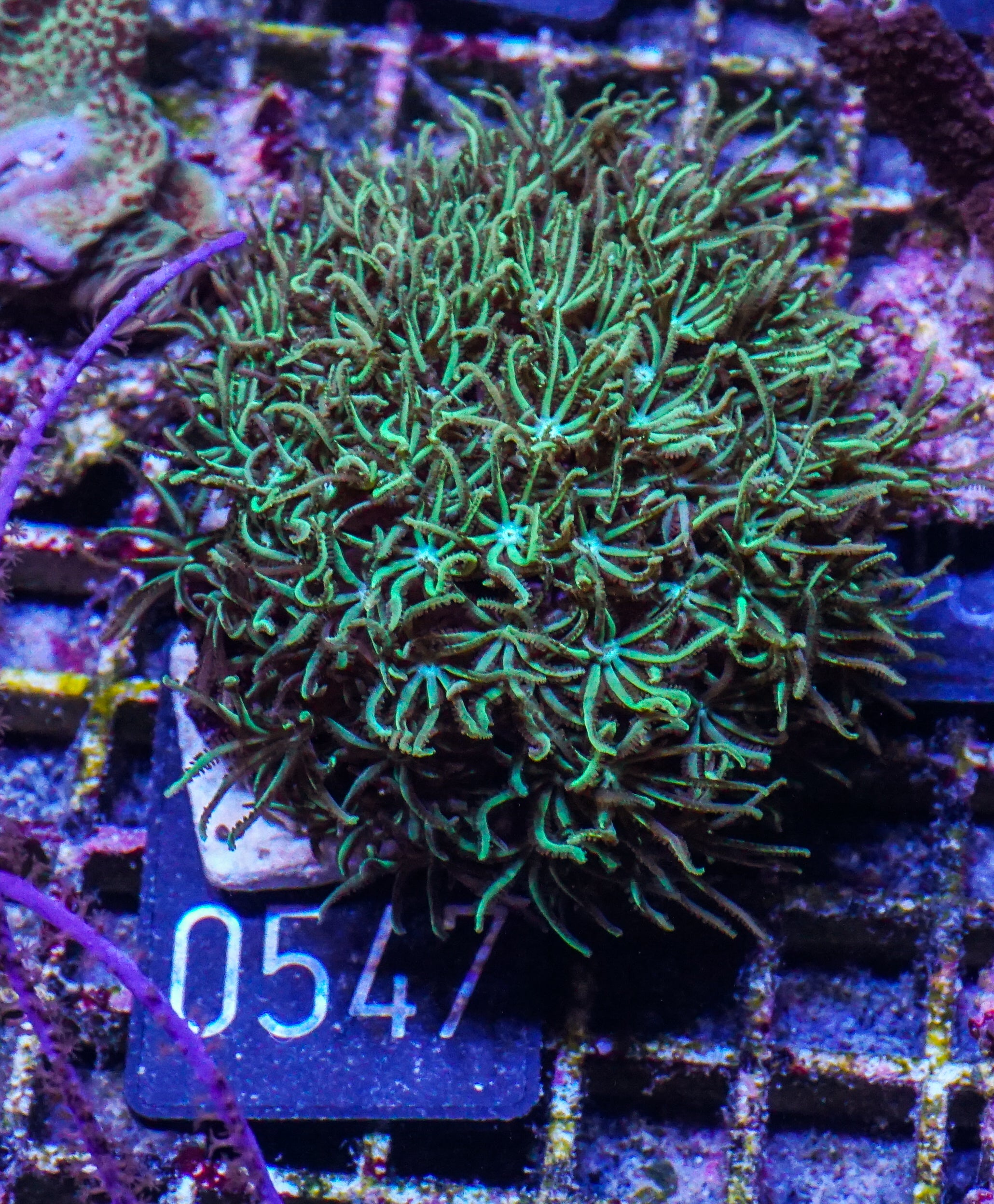 Tubipora musica