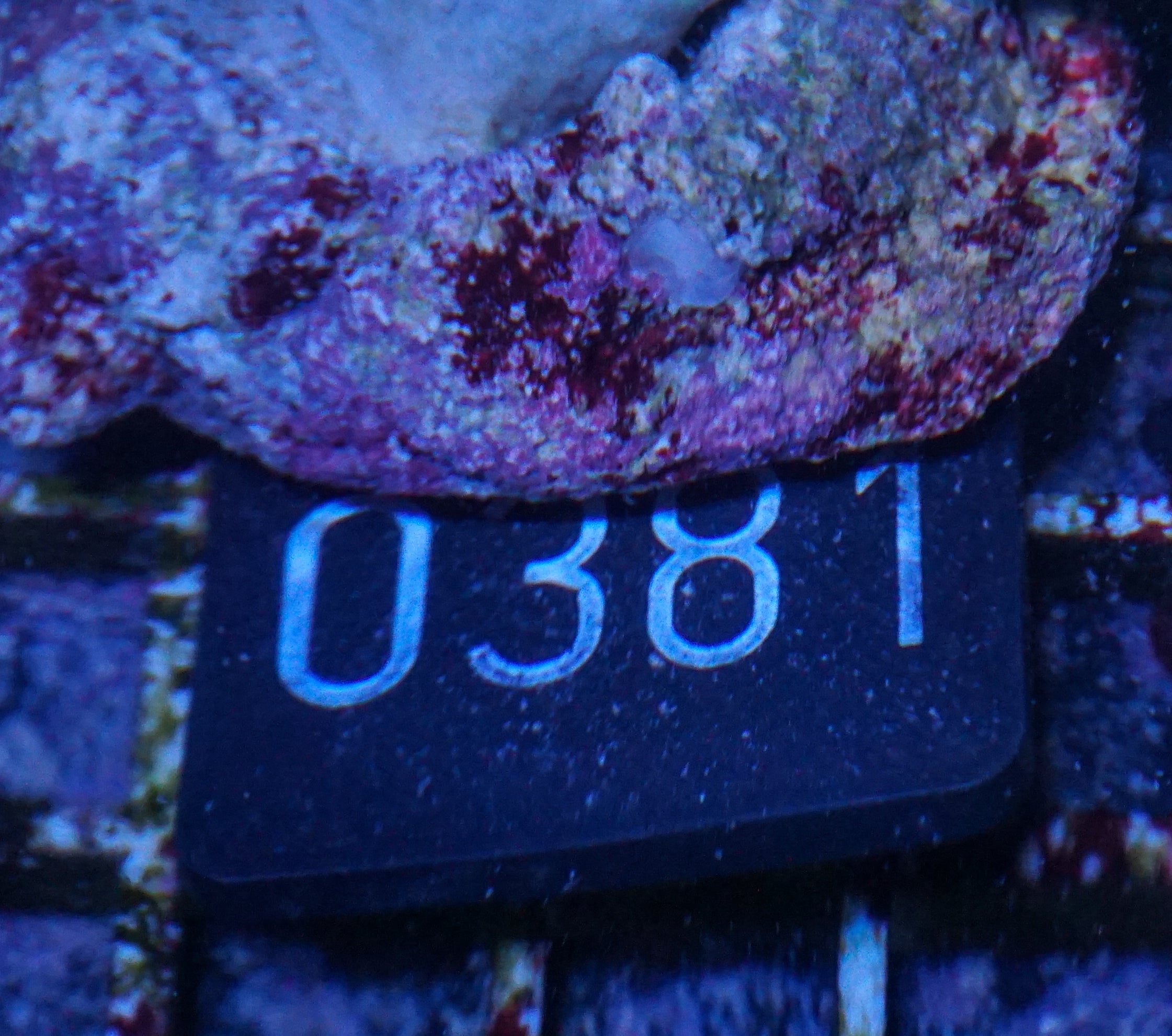 Lobophytum sp. "green"