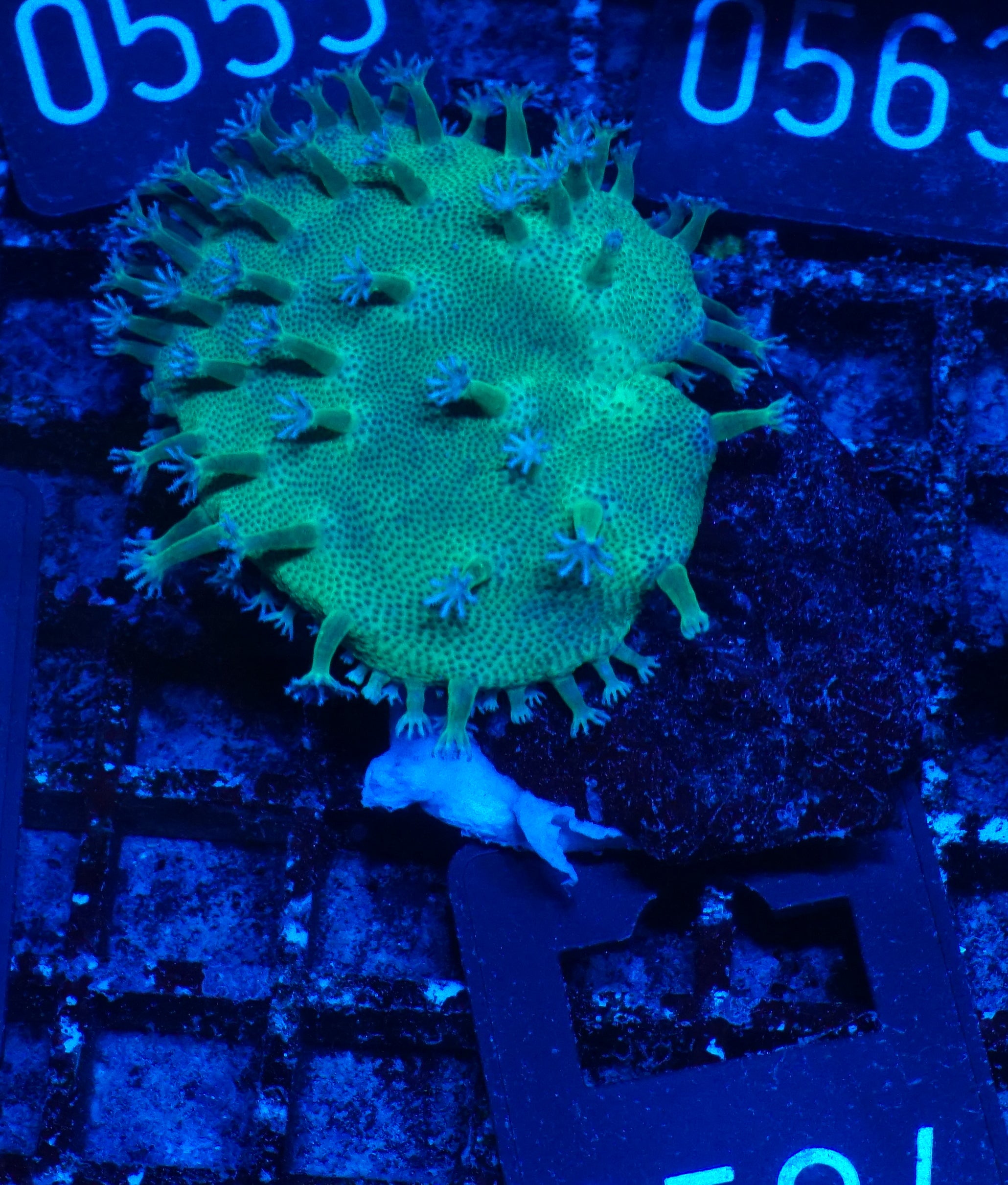 Sarcophyton ehrenbergi "white polyps"