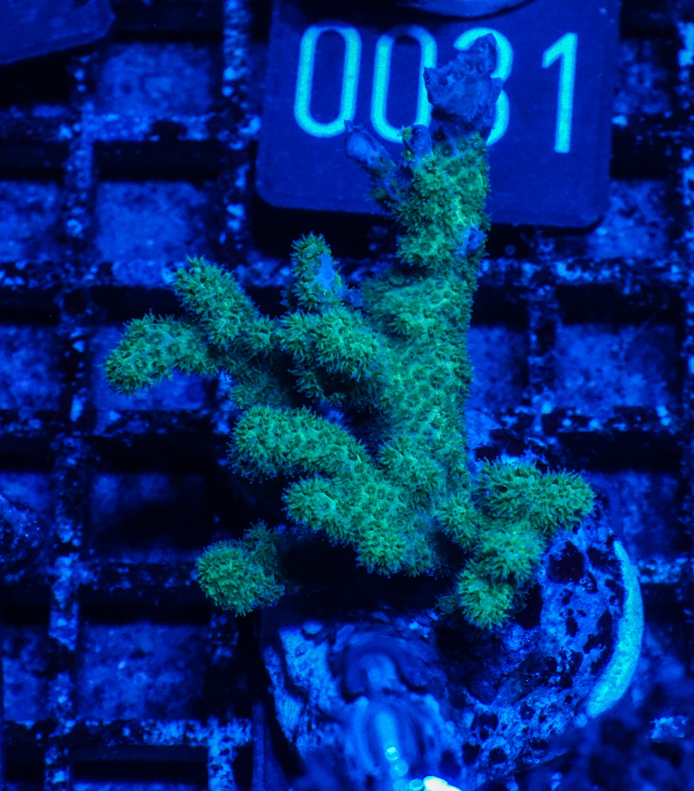 Pocillopora damicornis "green"