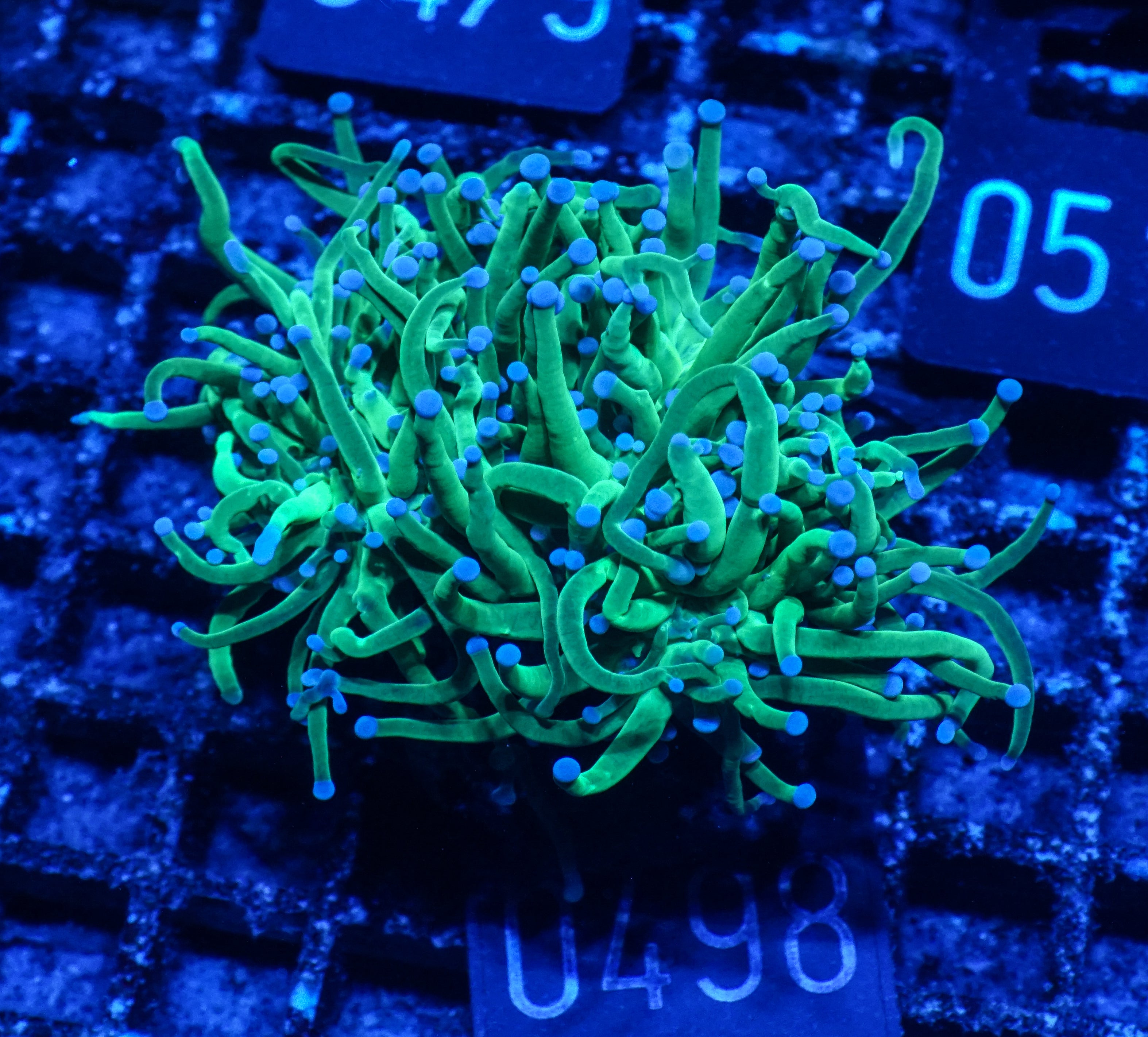 Euphyllia glabrescens "toxic green"