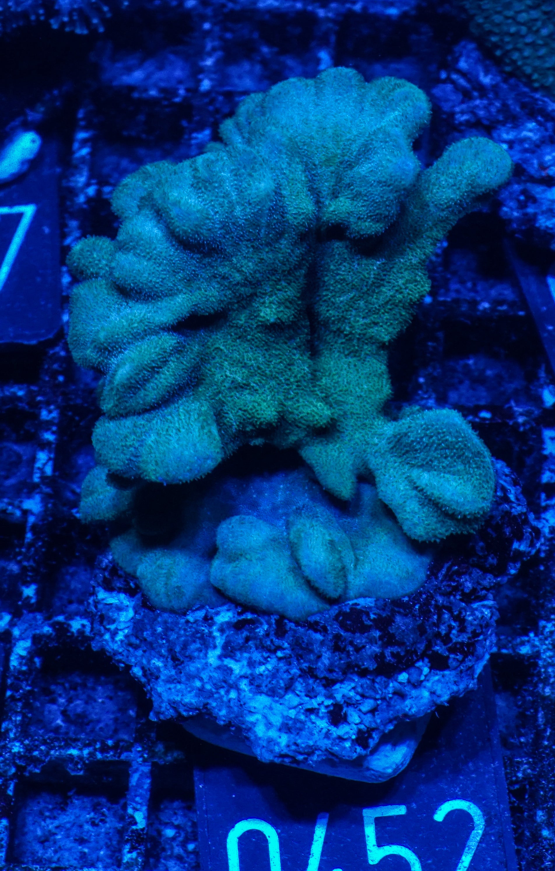 Psammocora nierstraszi