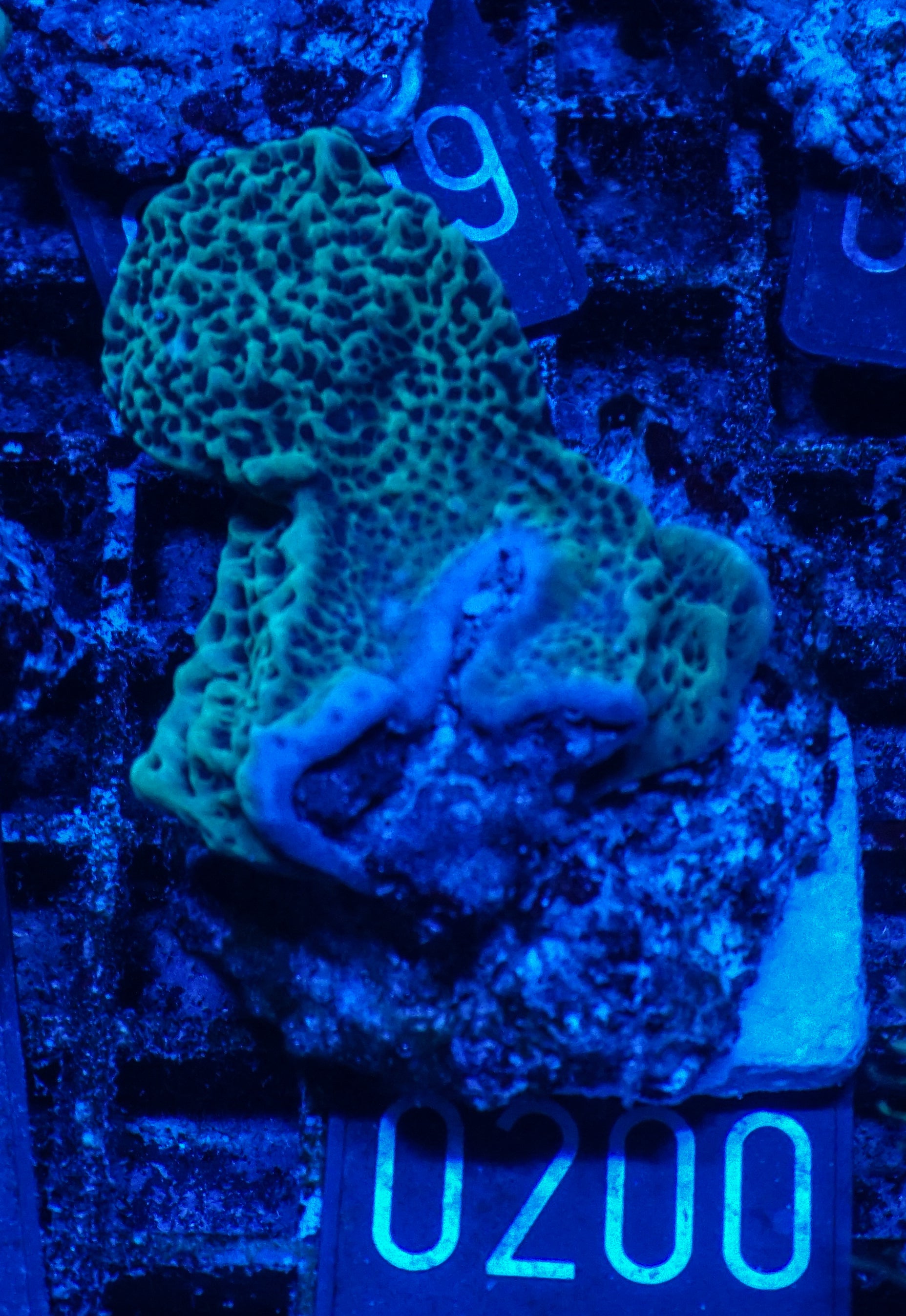 Montipora undata/danae "red"