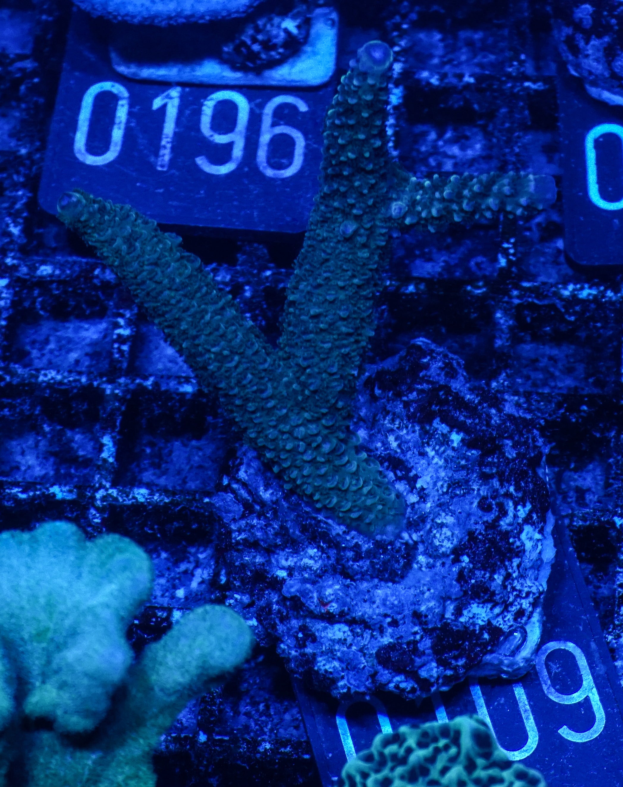 Acropora abrolhosenis „fluffy“