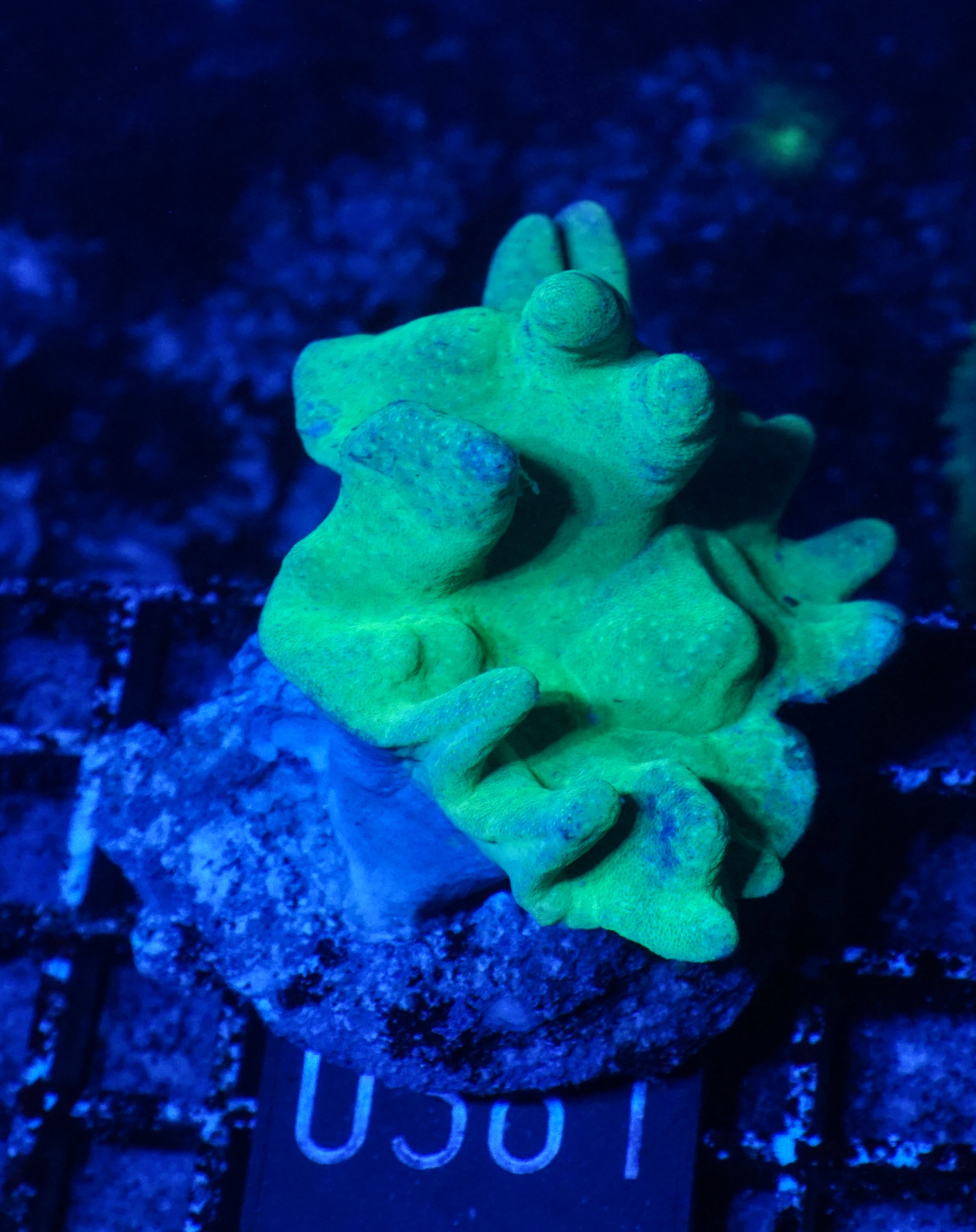 Lobophytum sp. "green"