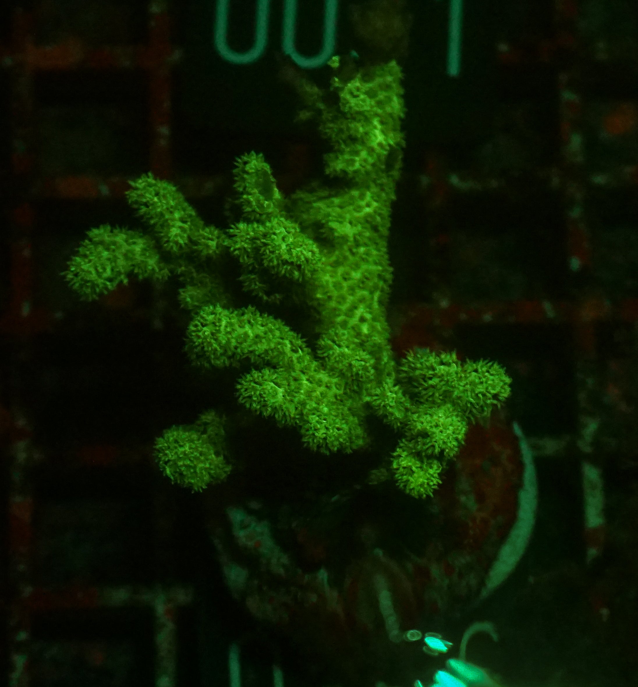 Pocillopora damicornis "green"