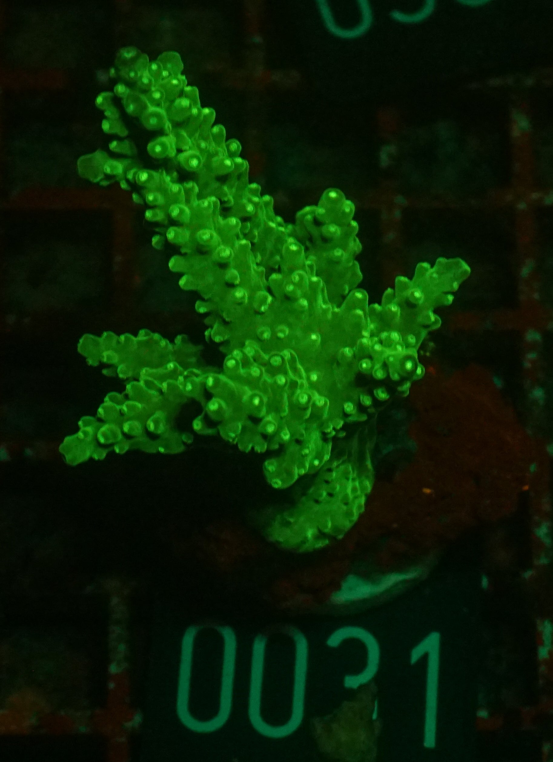 Acropora austera “golden age”